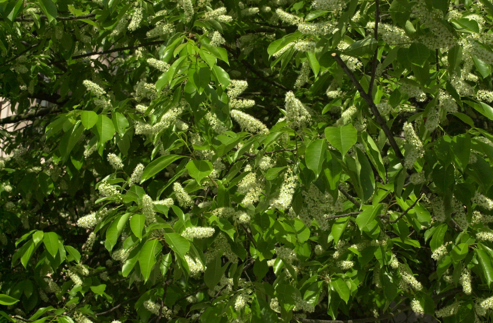 prunus_virginiana2md
