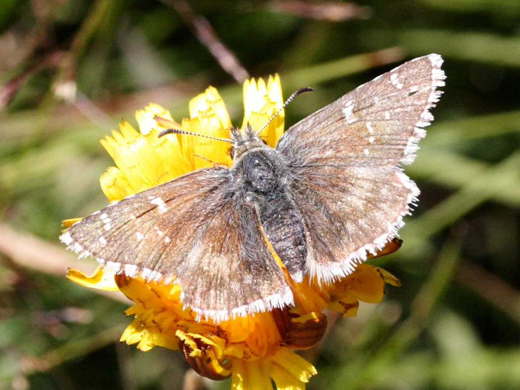 pyrgus_warrenensis1md