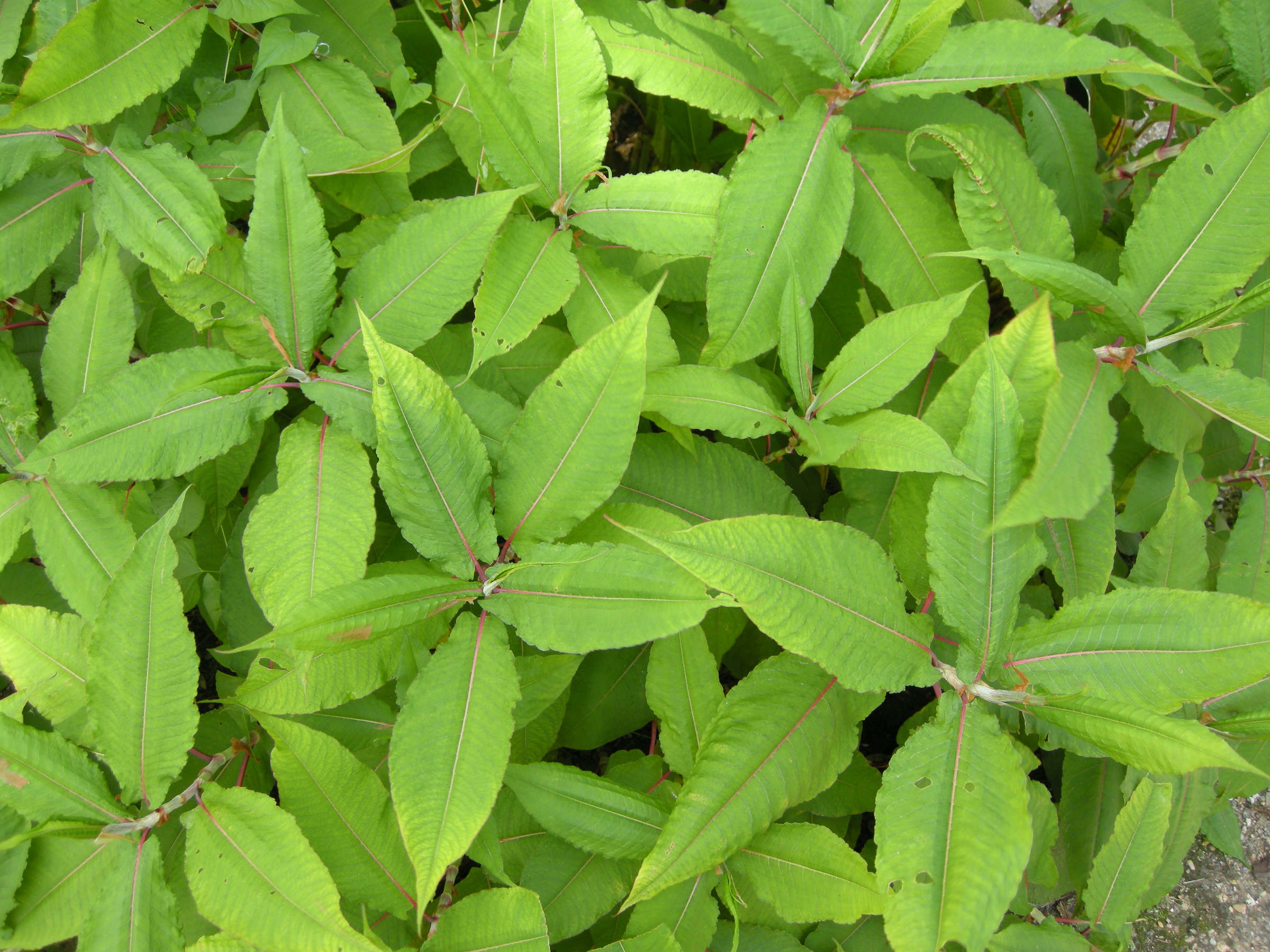 Afficher le média reynoutria_sachalinensis1md reynoutria_sachalinensis1md