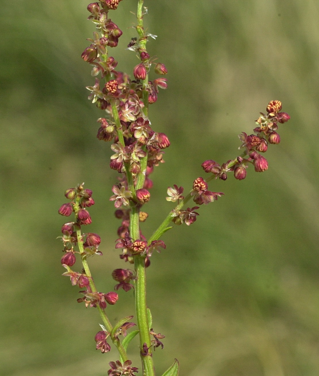 rumex_acetosella3md