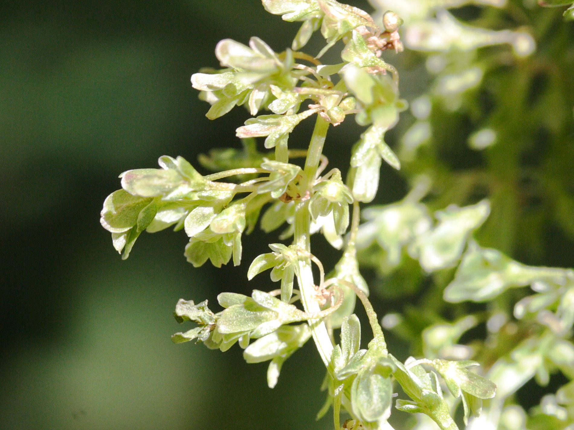 Afficher le média rumex_alpinus2md rumex_alpinus2md