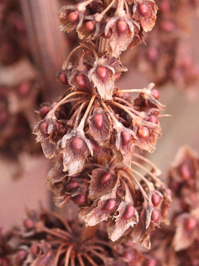 Afficher le média rumex_obtusifolius4md rumex_obtusifolius4md