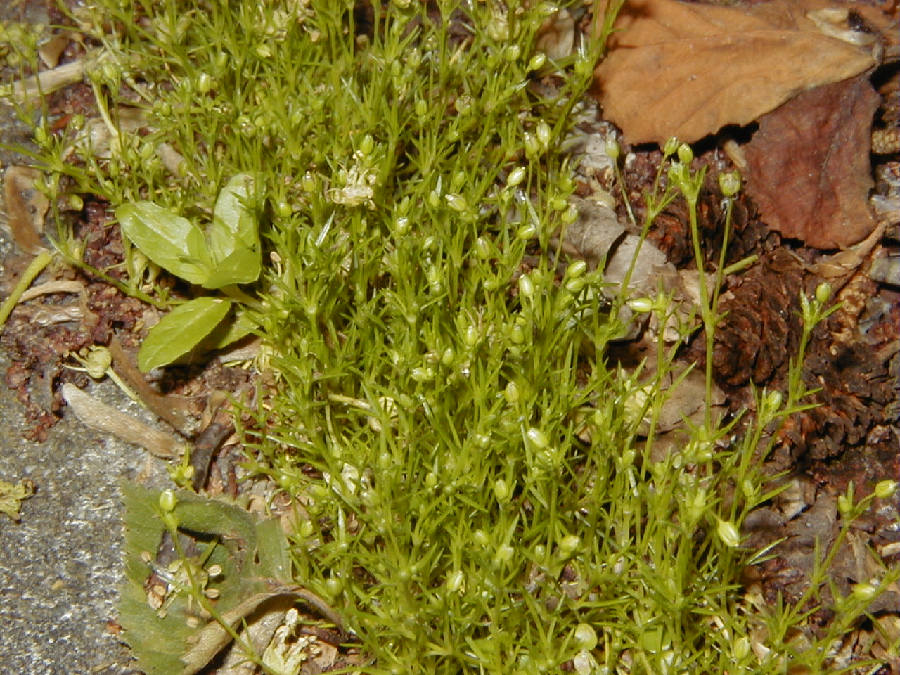 Afficher le média sagina_apetala2amd sagina_apetala2amd