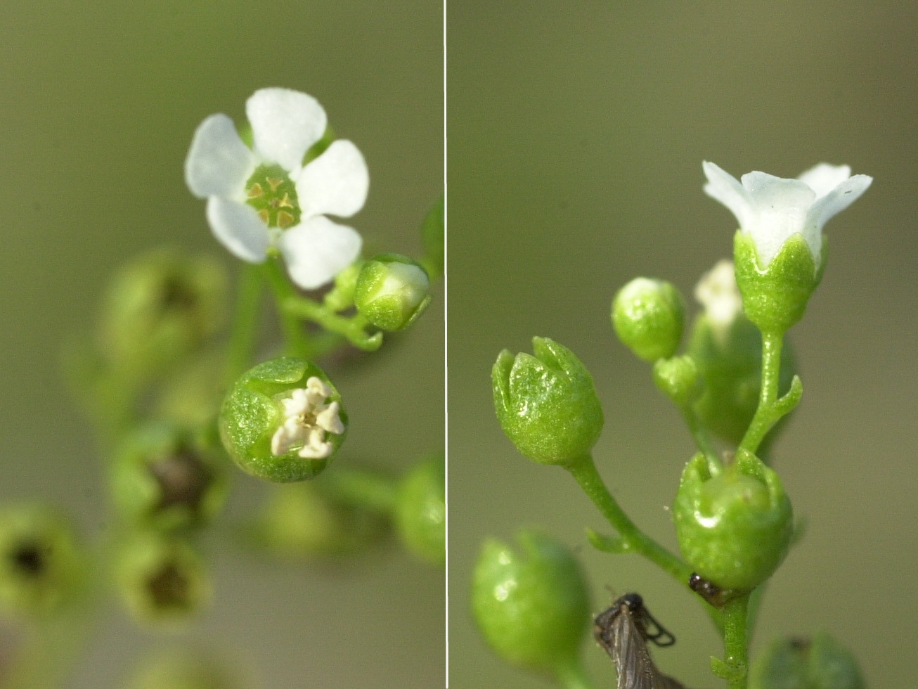 samolus_valerandi2md