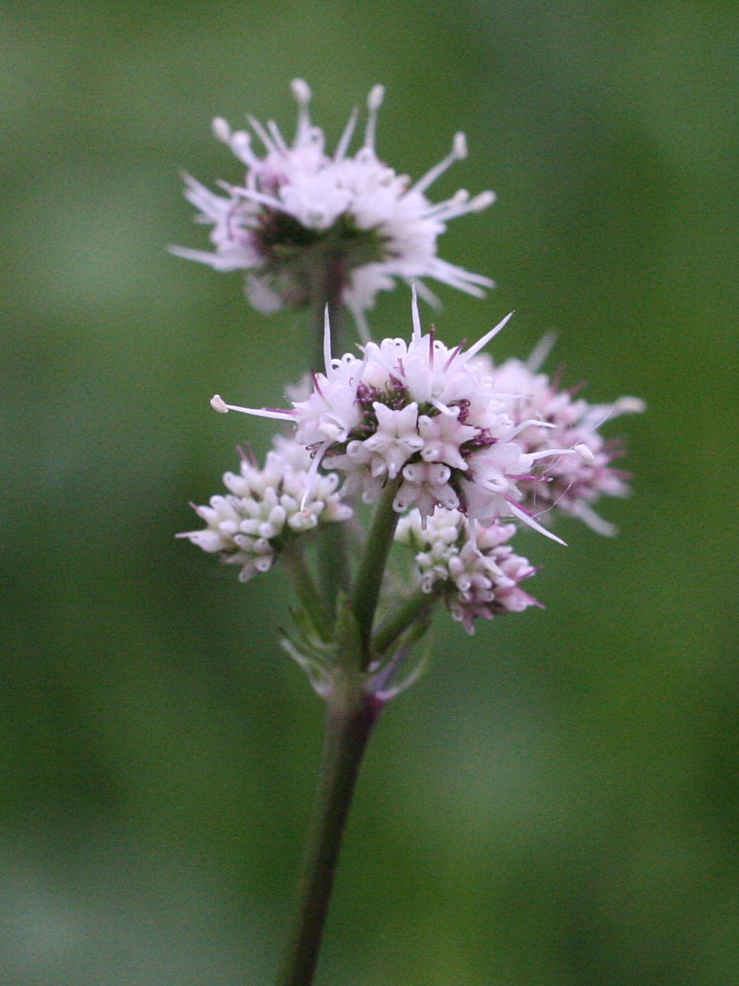 sanicula_europaea2amd