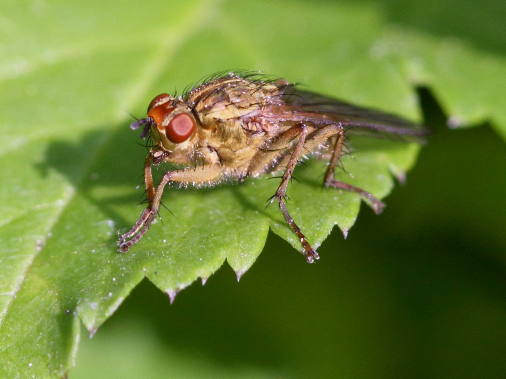 scatophaga_stercoraria7bd