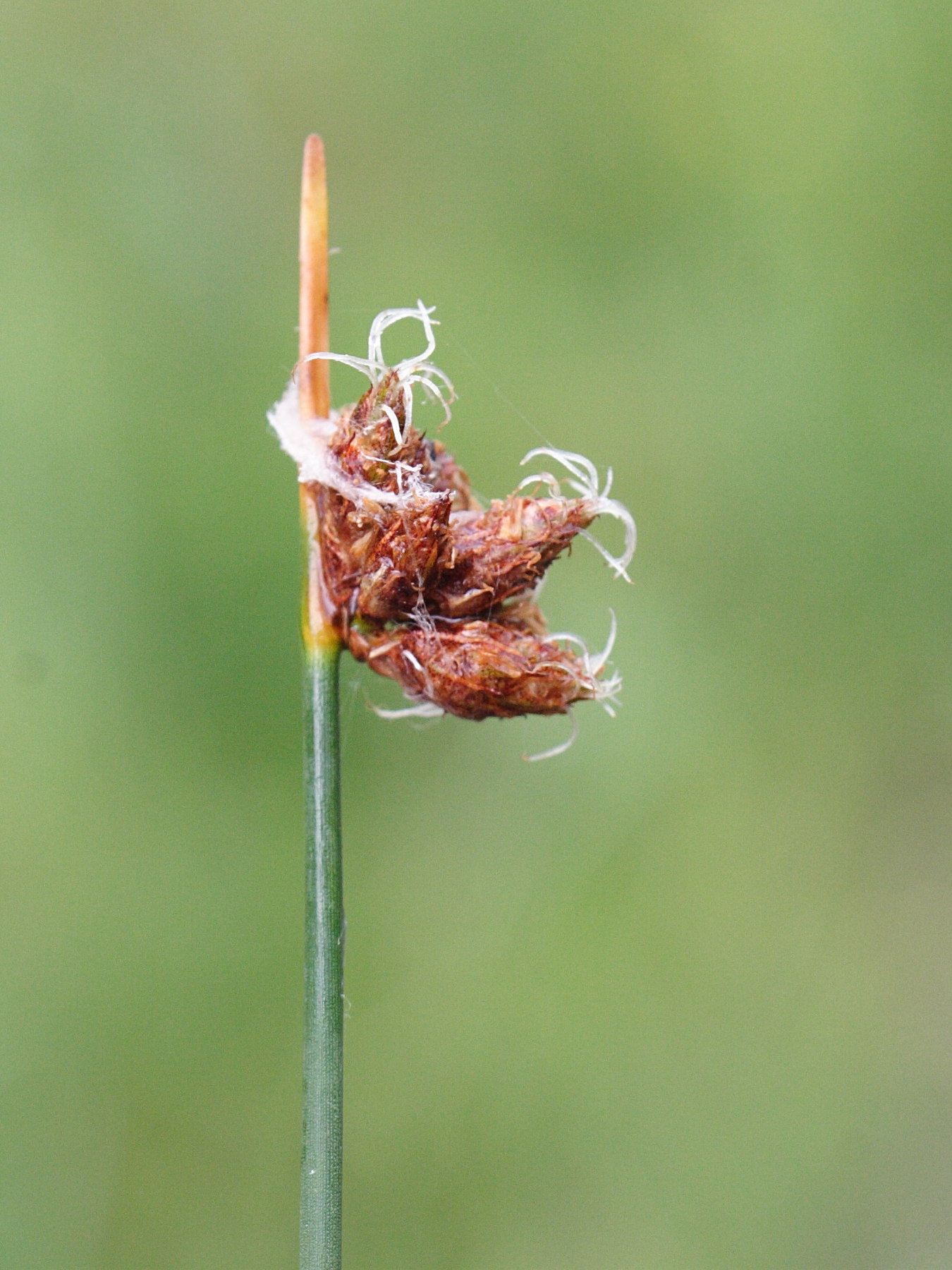 schoenoplectus_tabernaemontani2md