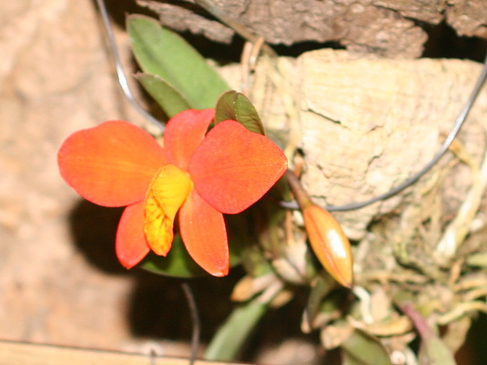 sophronitis_pygmaea1md