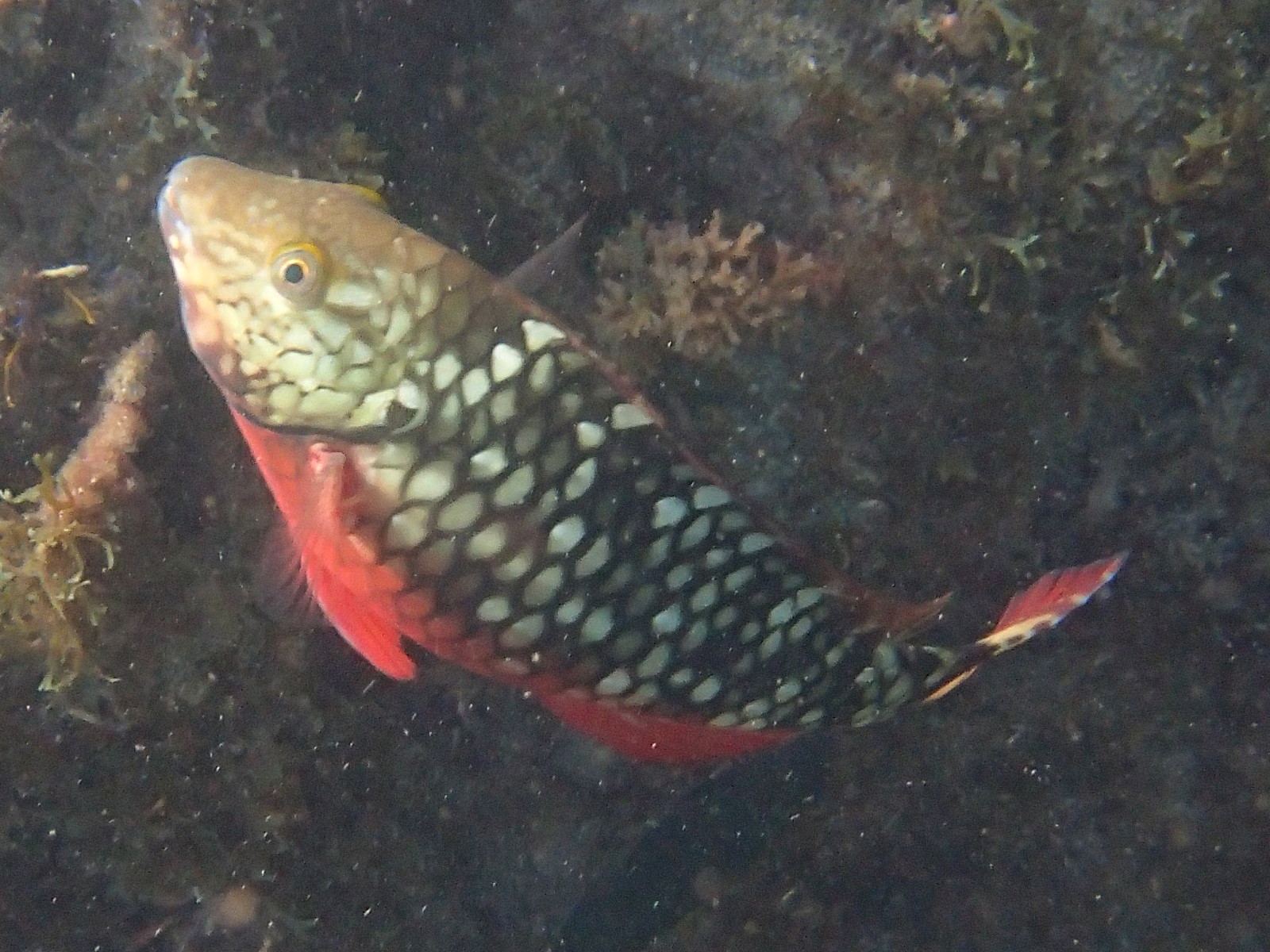 Sparisoma_aurofrenatum