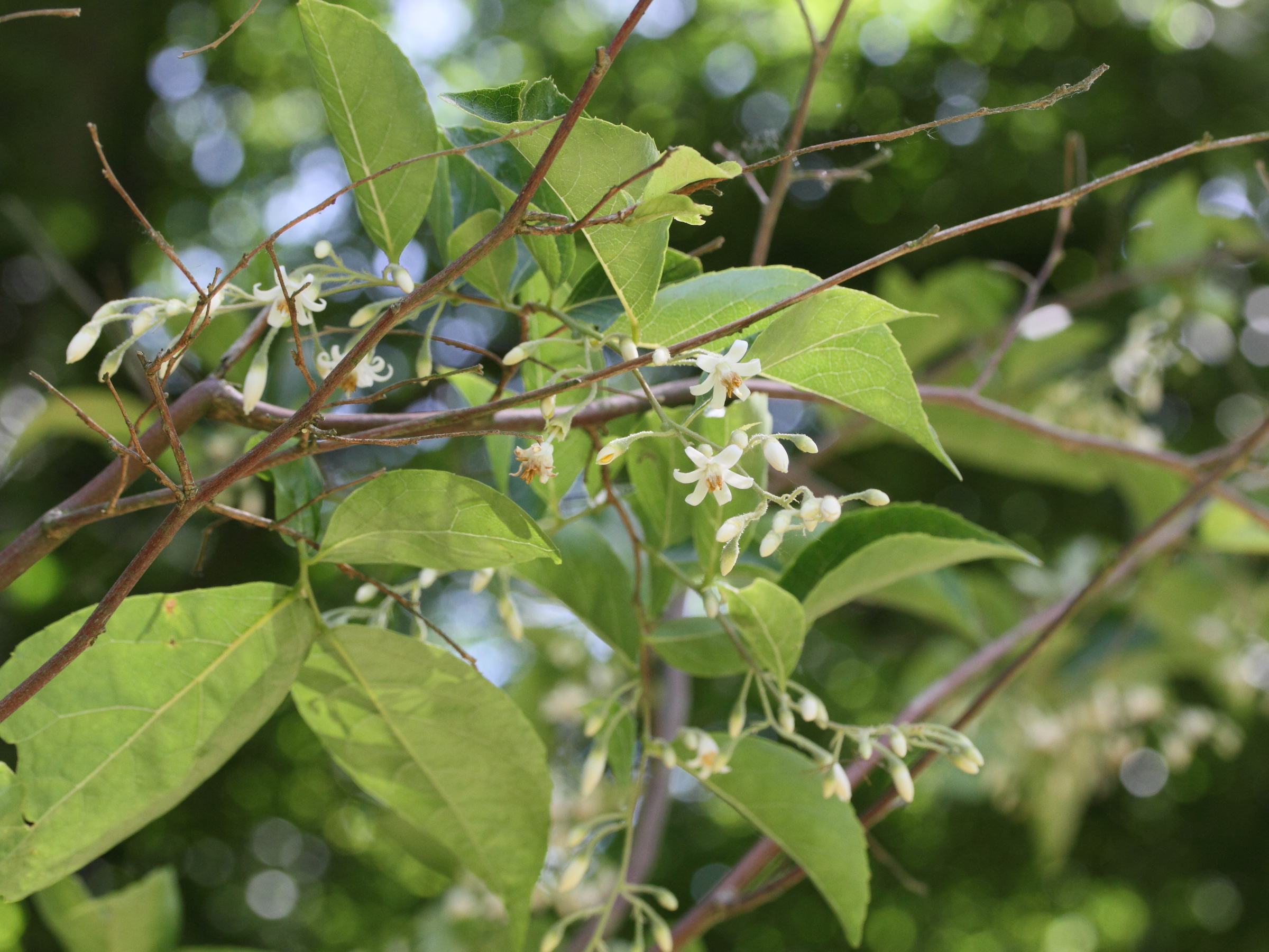 styrax_dasyanthus1md