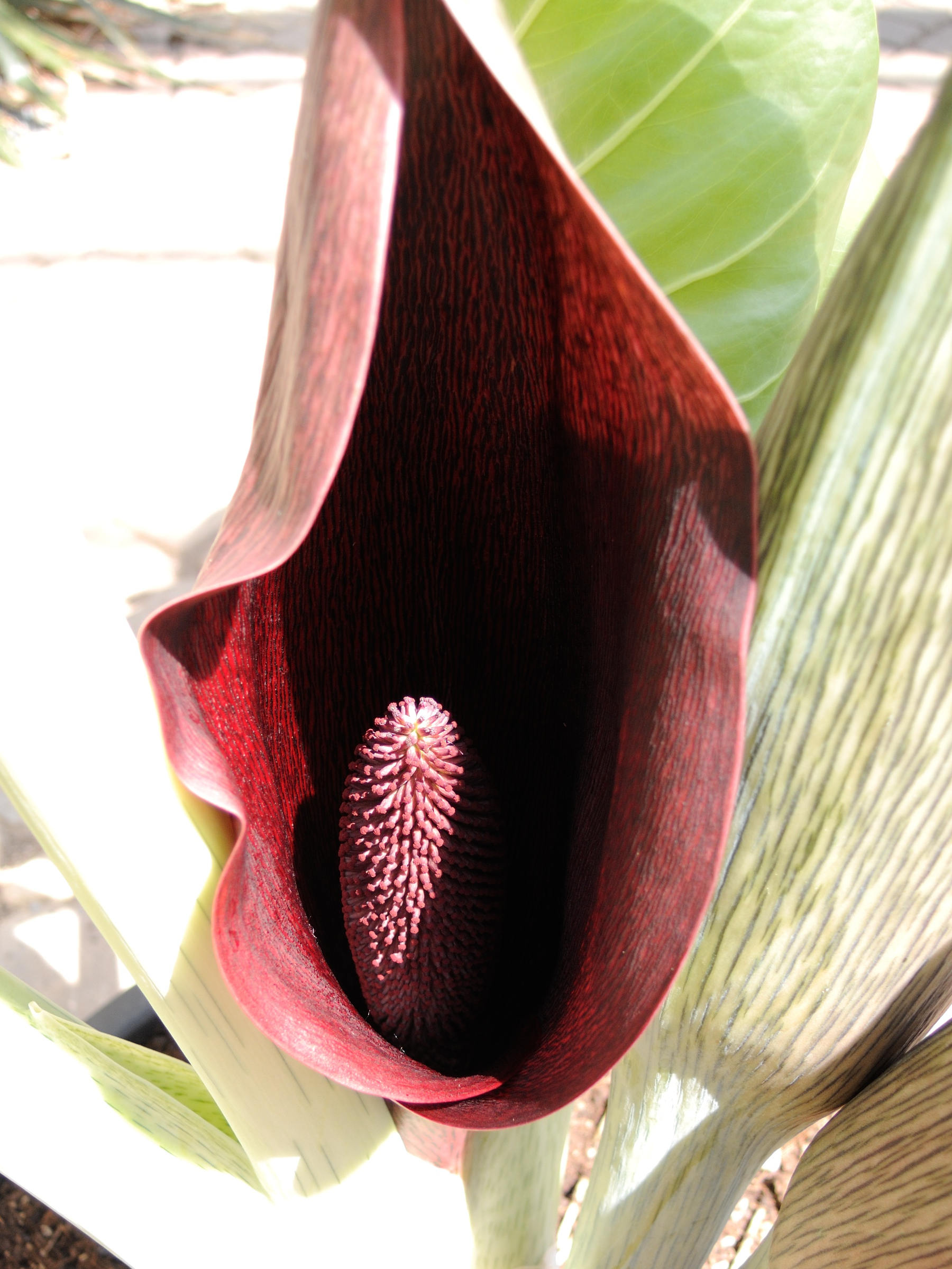 synandrospadix_vermitoxicus2md