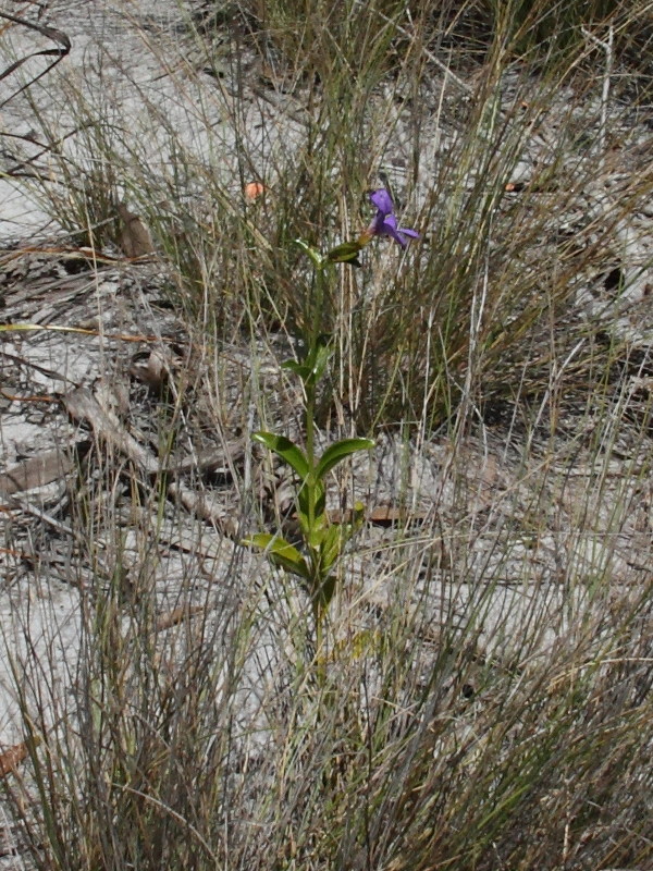 tachiadenus_carinatus2md