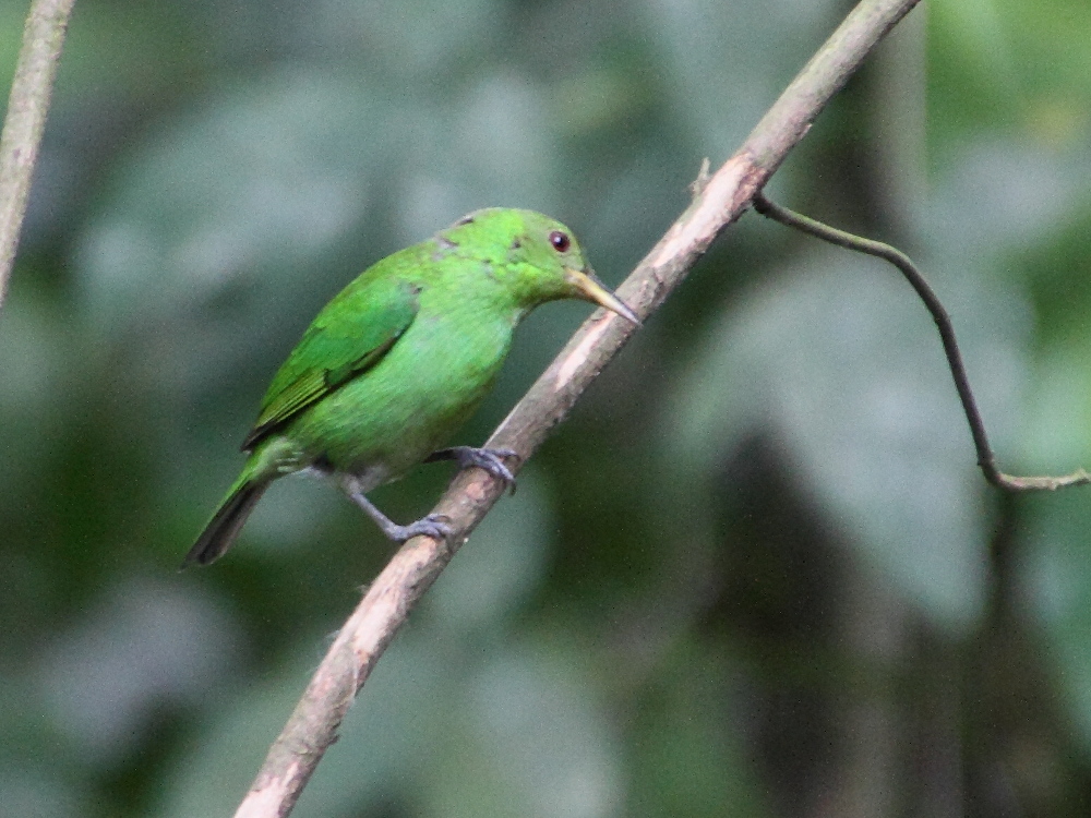 Afficher le média tangara_emeraude_-_chlorophanes_spiza2md tangara_emeraude_-_chlorophanes_spiza2md