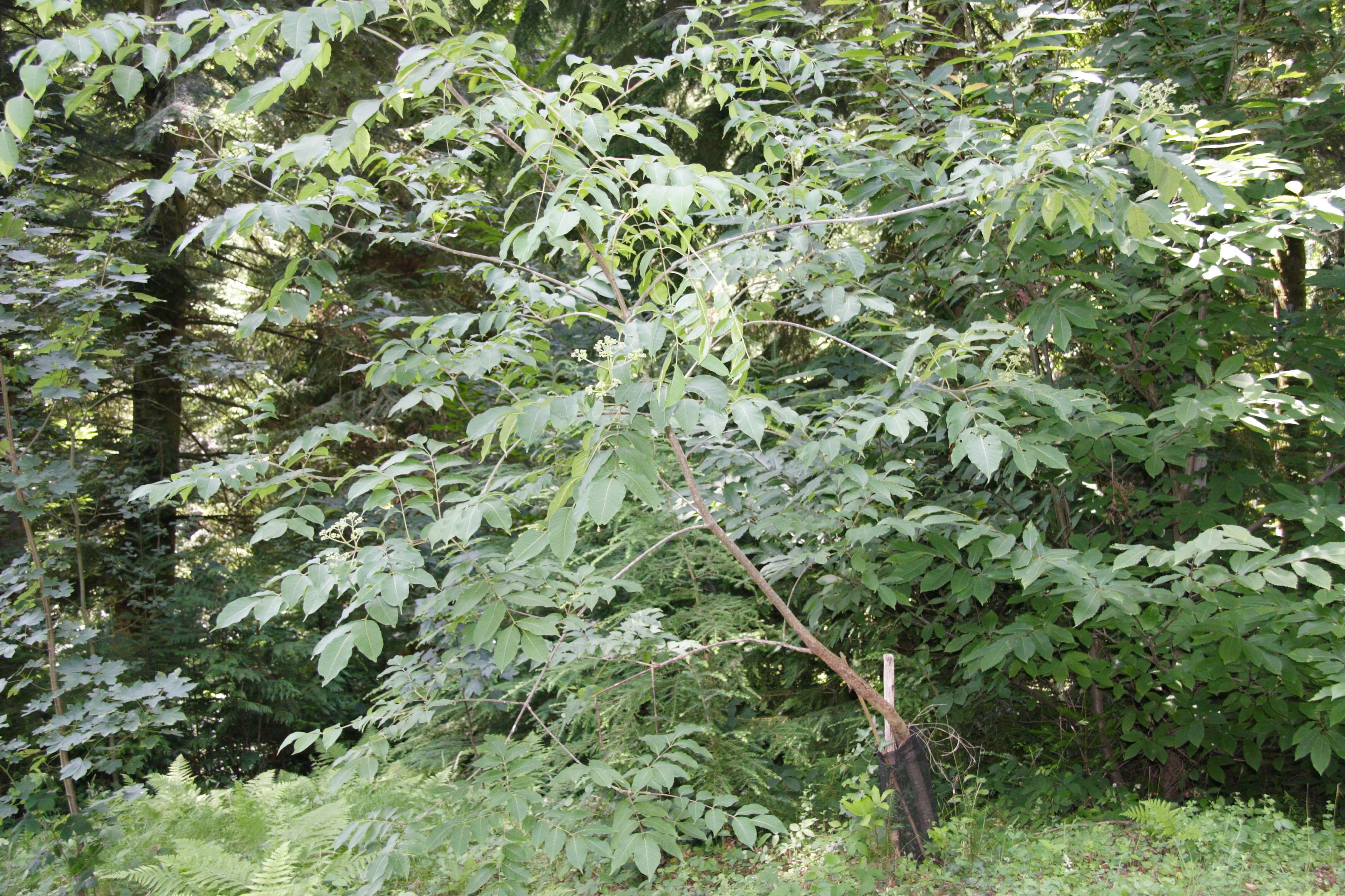 Afficher le média tetradium_daniellii1md tetradium_daniellii1md