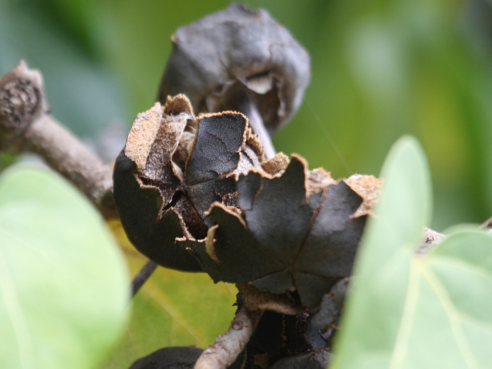 thespesia_populnea6bd