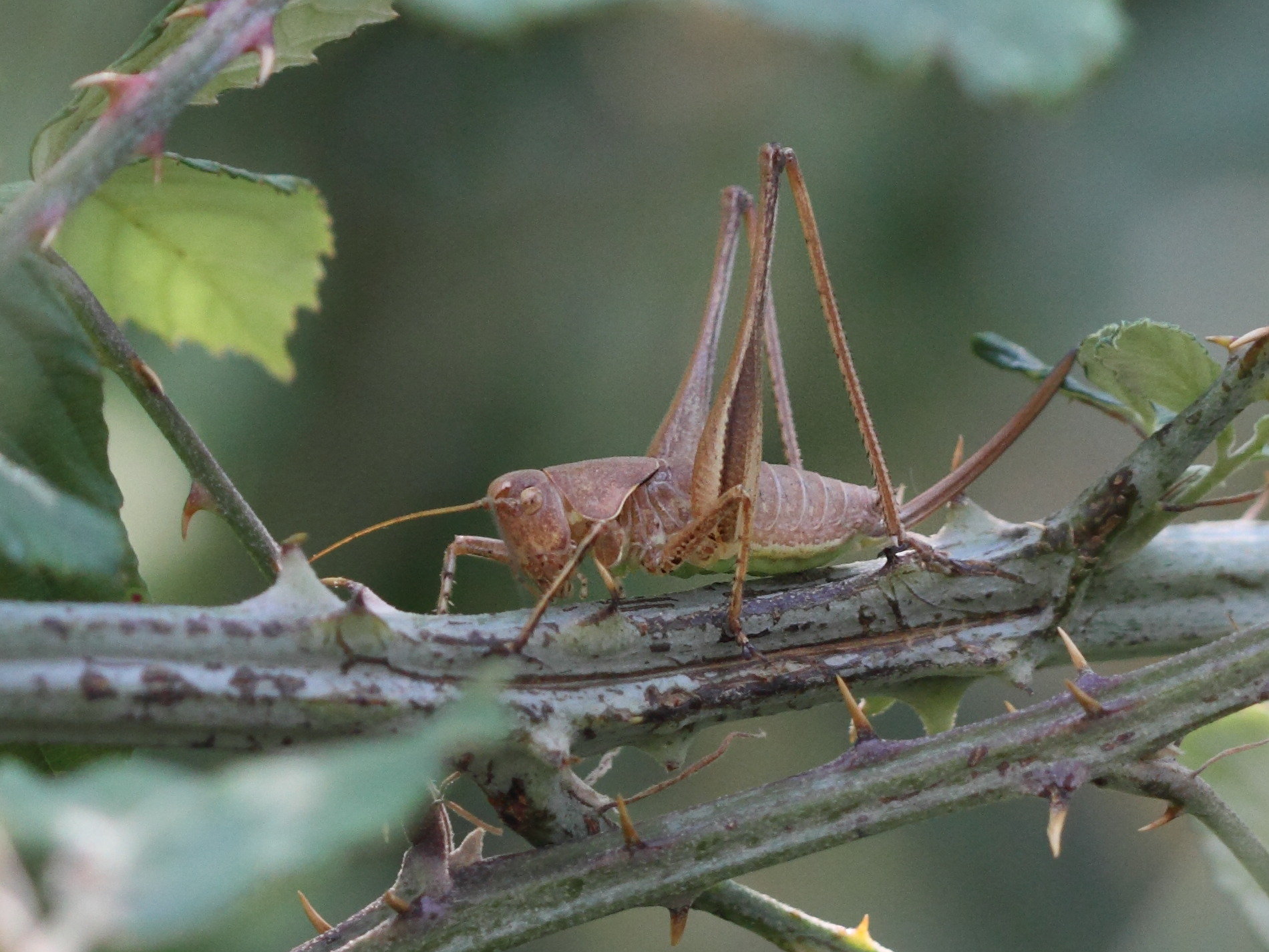 thyreonotus_corsicus1bd