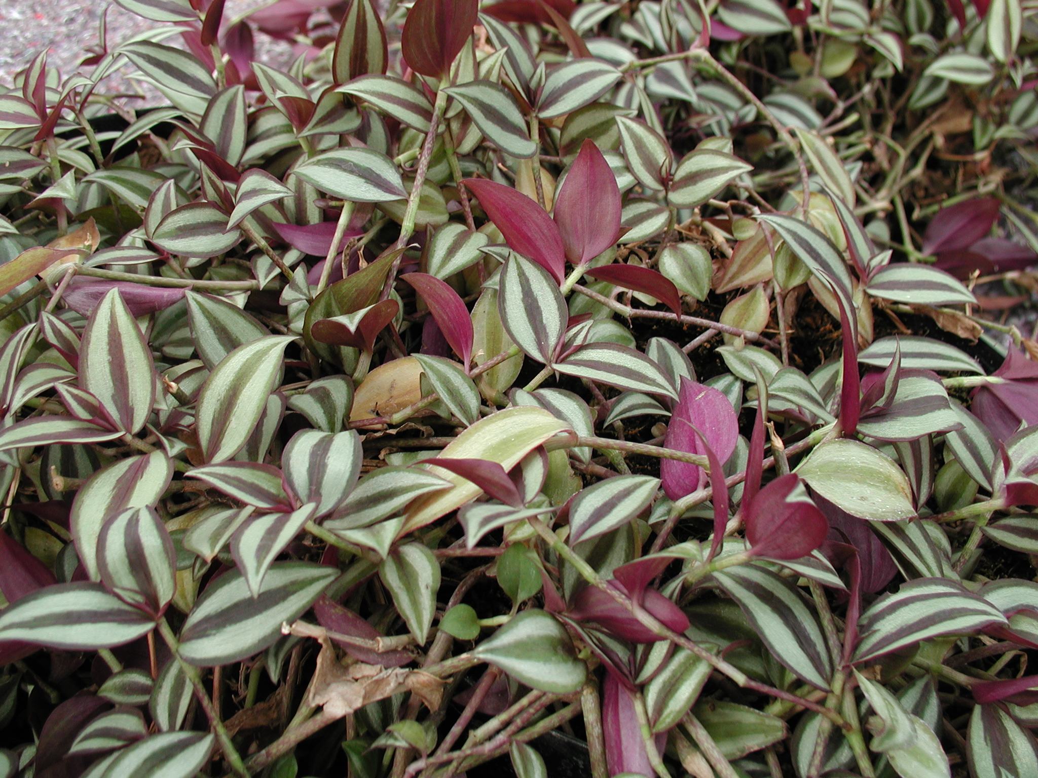 tradescantia_zebrina1md
