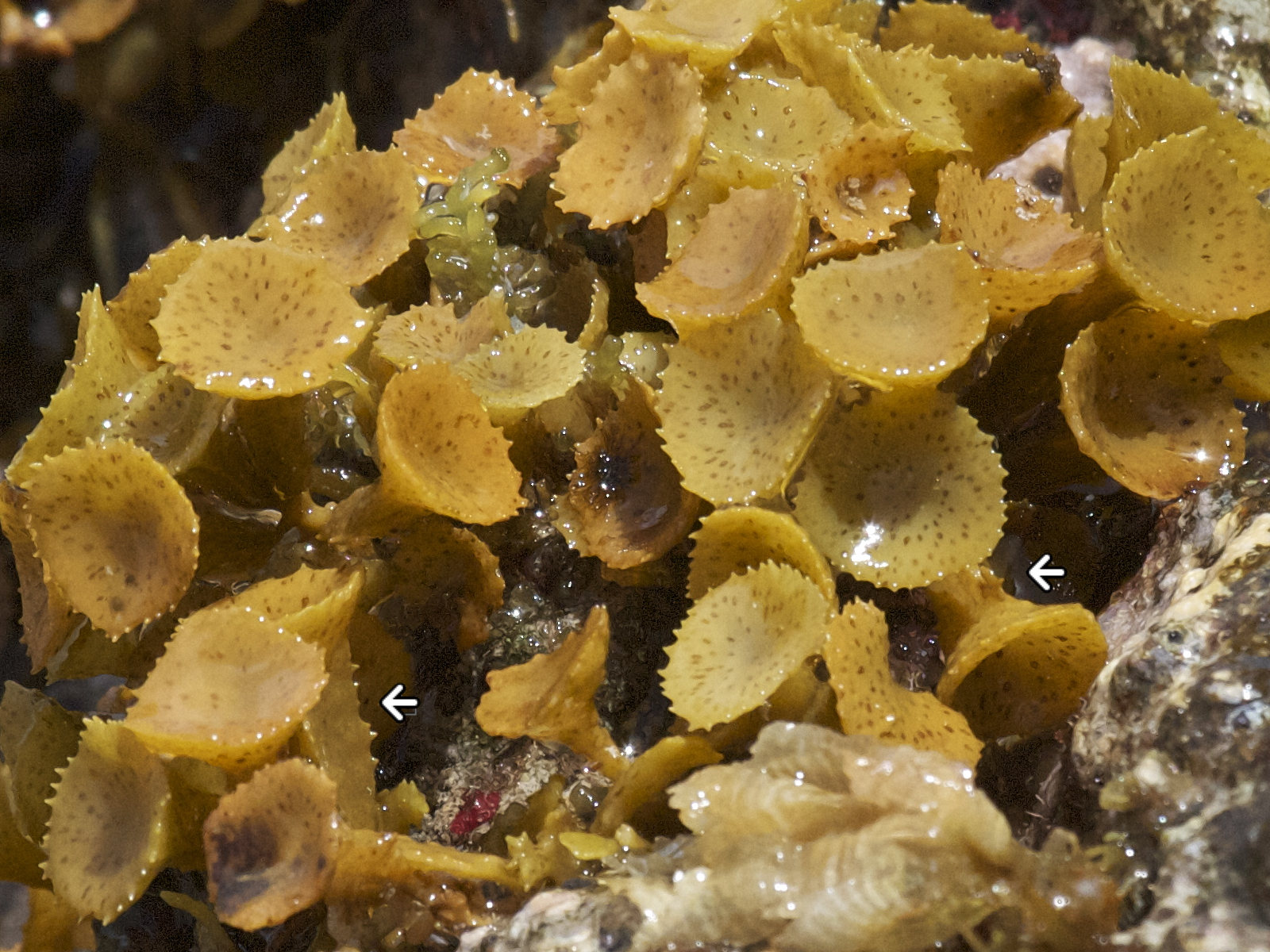 Afficher le média turbinaria_tricostata2bd turbinaria_tricostata2bd