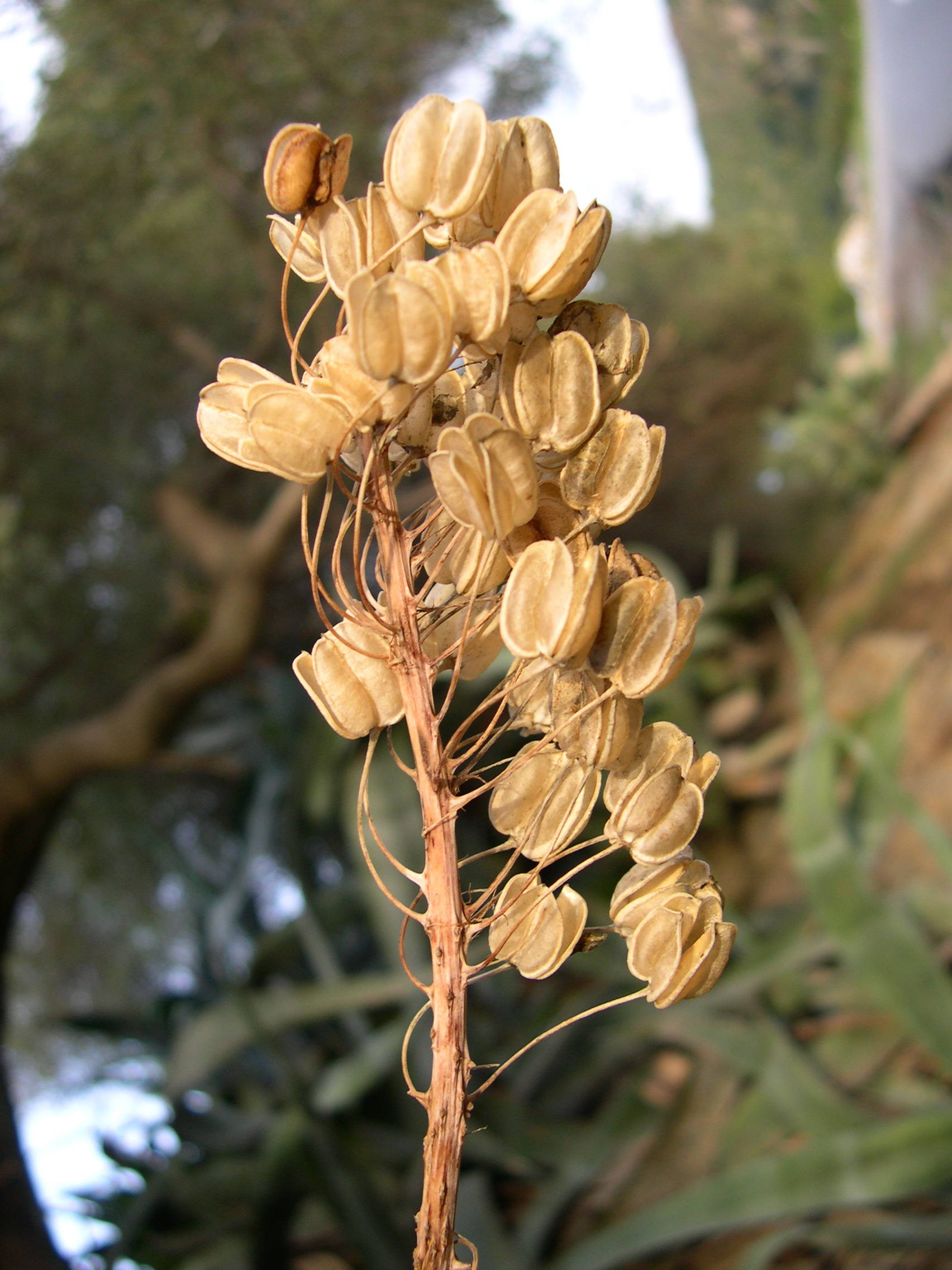 urginea_maritima4amd