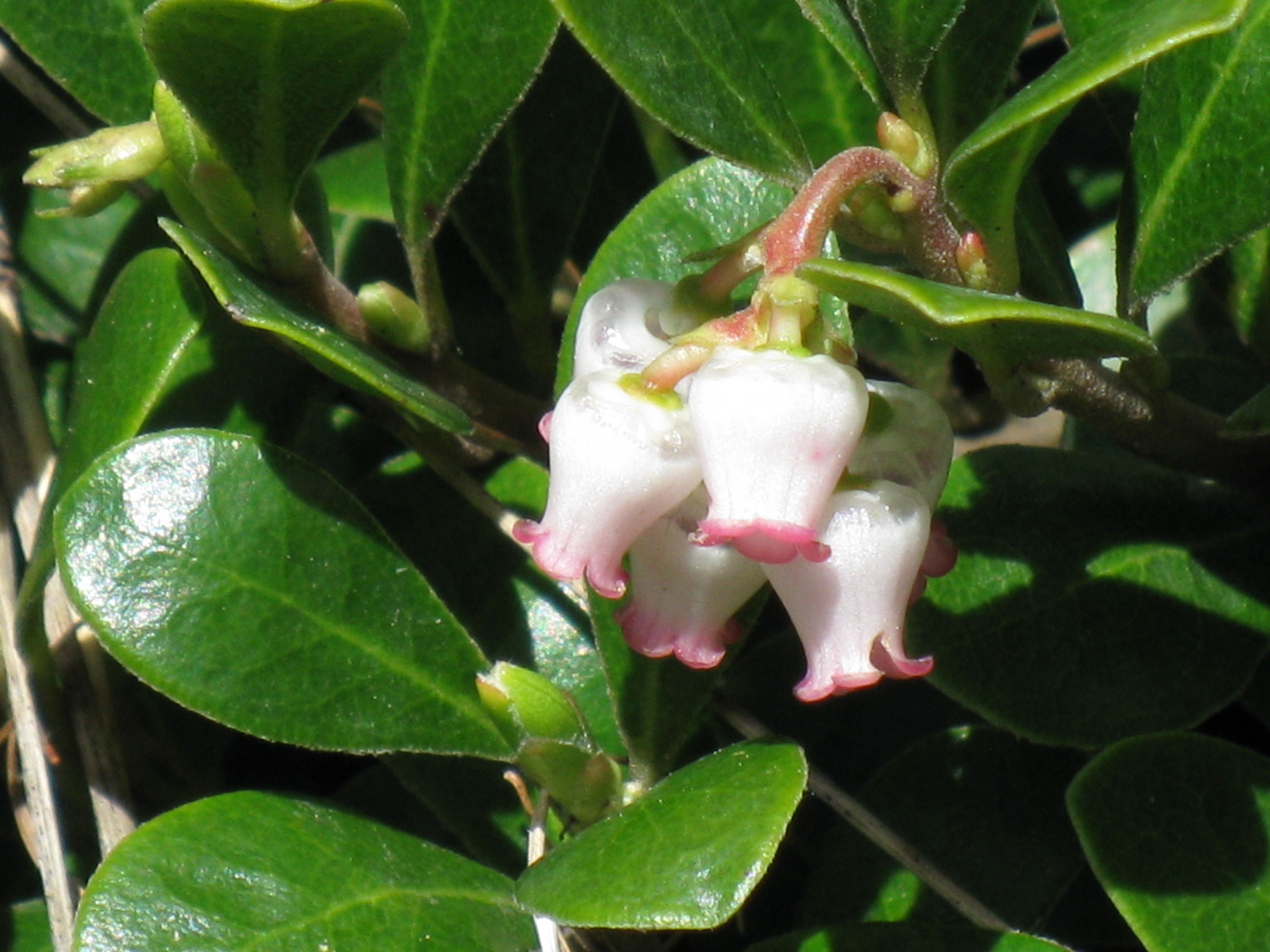 vaccinium_vitis-idaea5mv