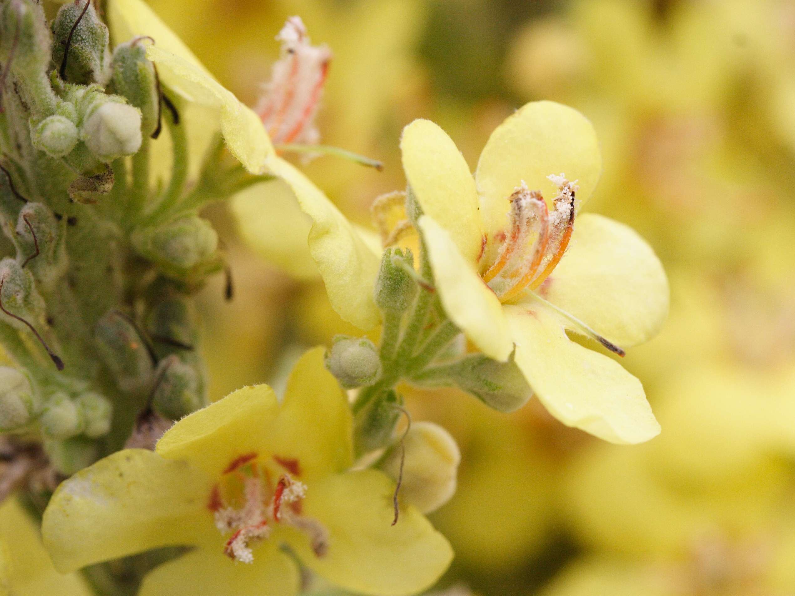 verbascum_speciosum2md