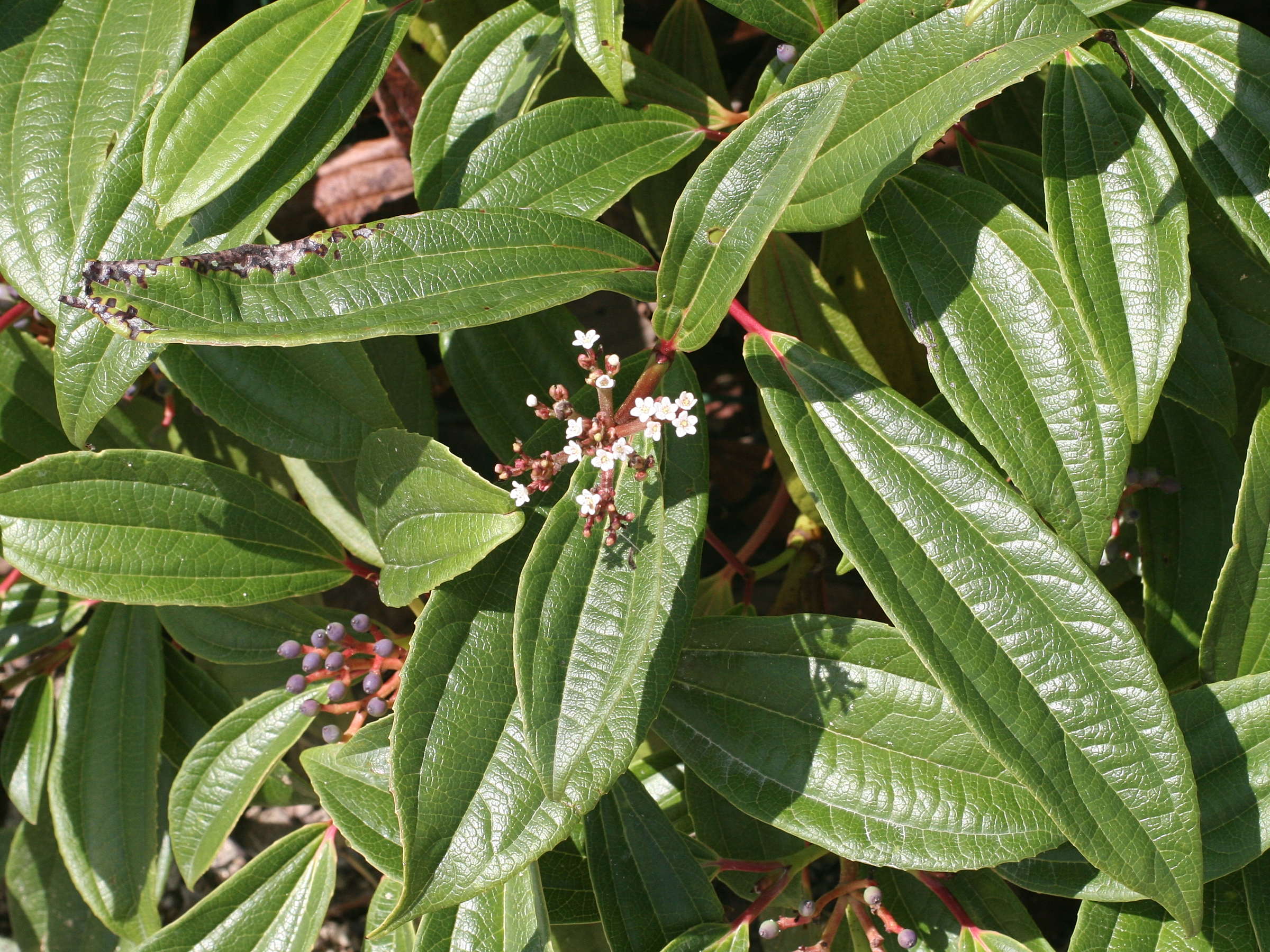 viburnum_davidii2md