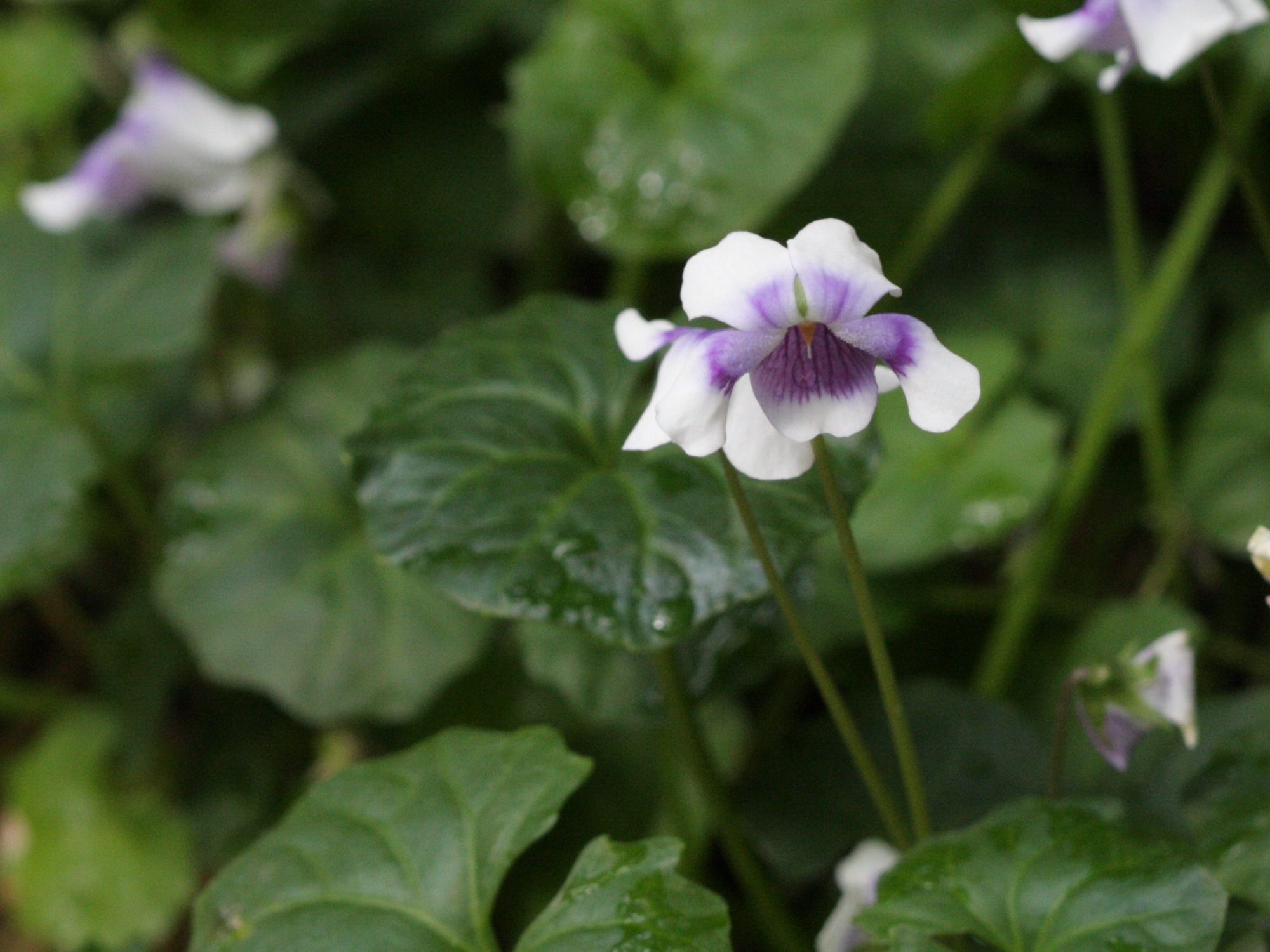 viola_hederacea2bd