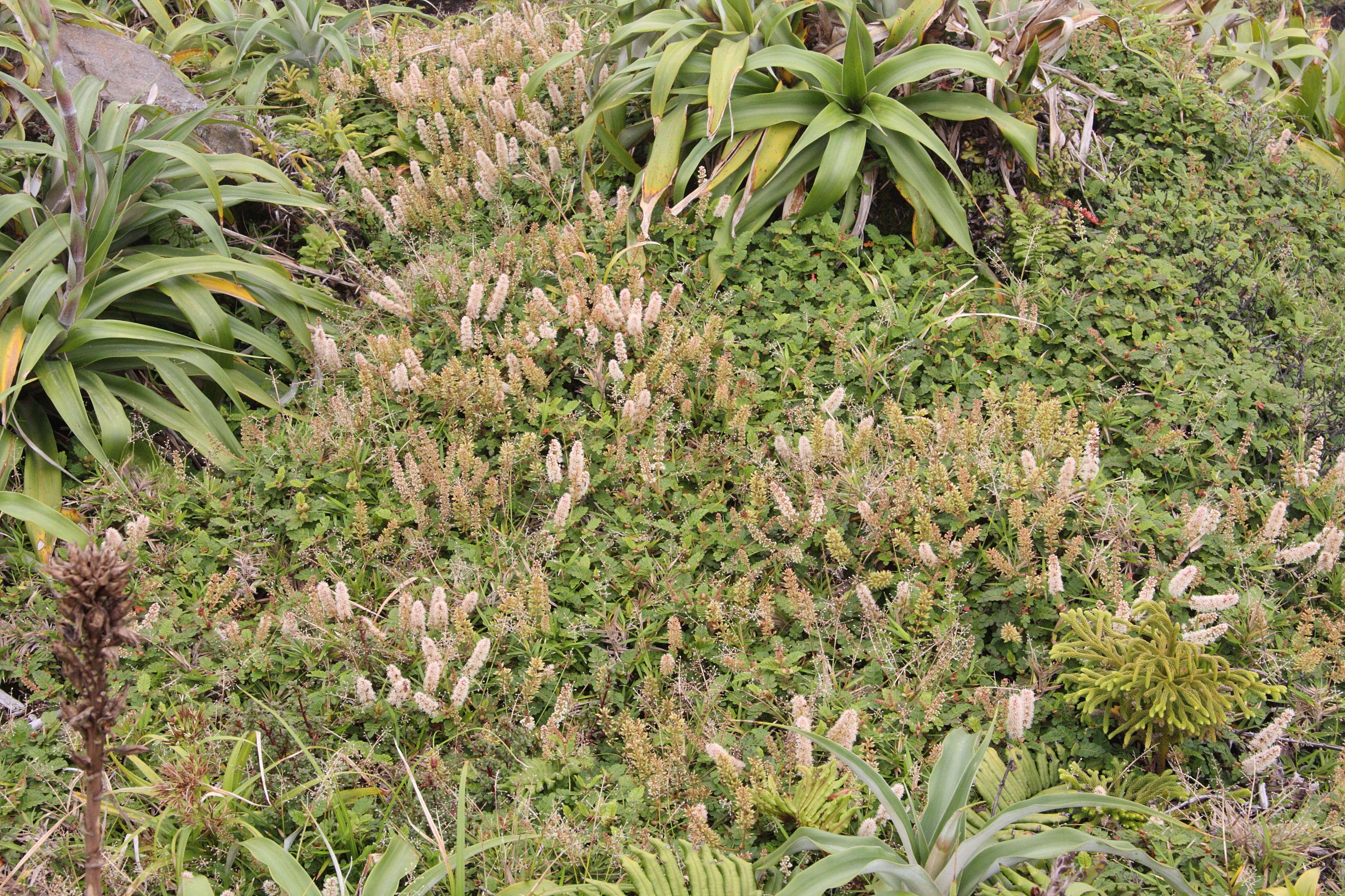 weinmannia_pinnata3md