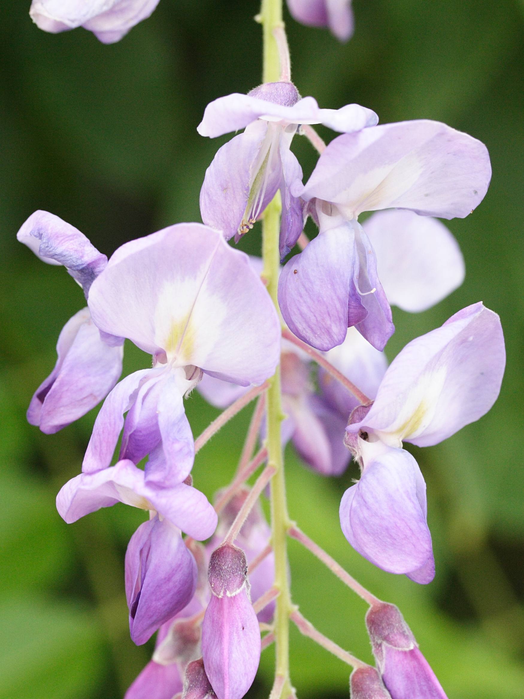 wisteria_sinensis5md