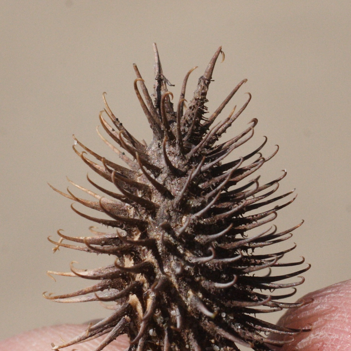 Afficher le média xanthium_italicum2md xanthium_italicum2md