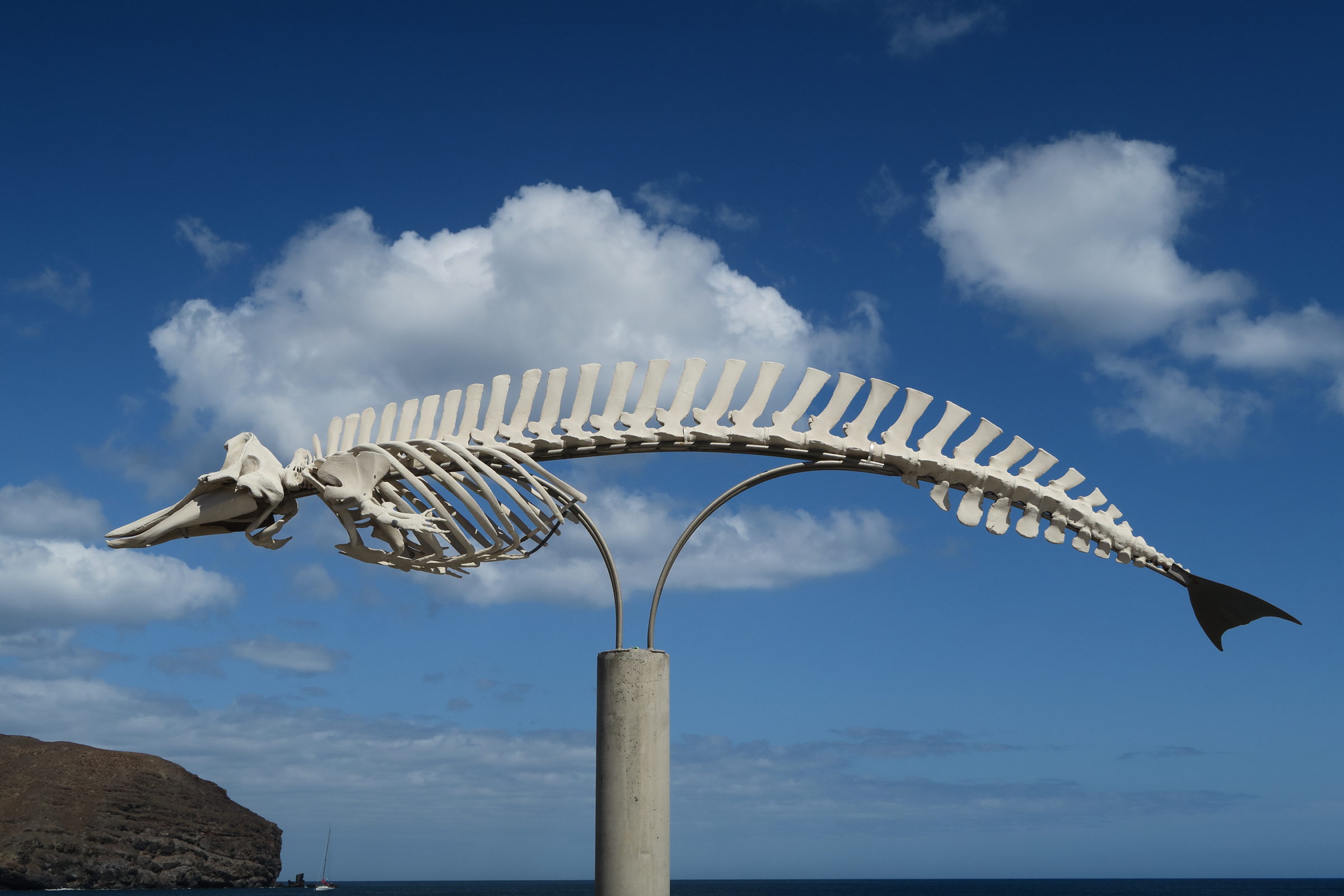 ziphius_cavirostris1md