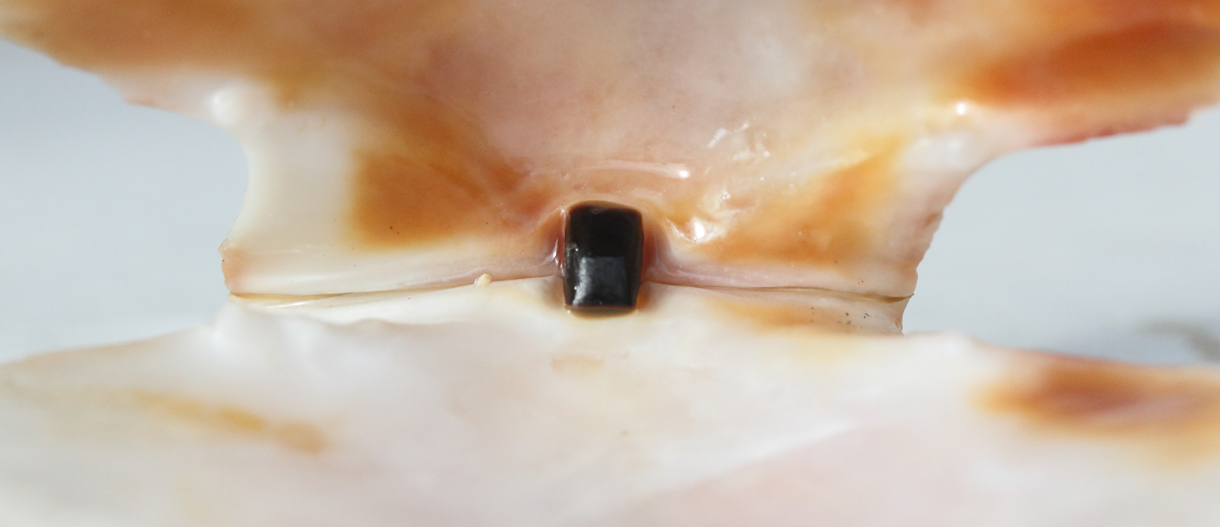 aequipecten_opercularis6md