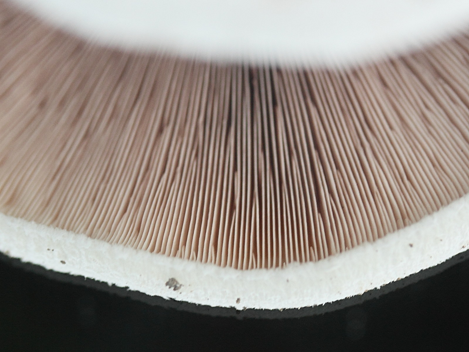 agaricus_silvicola3md