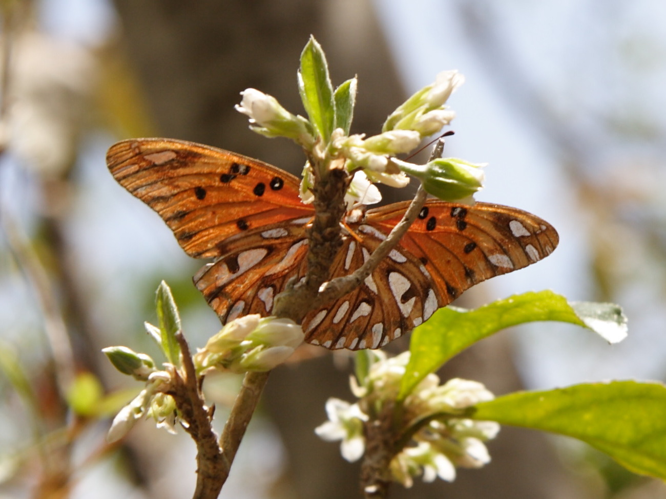 Agraulis_vanillae ssp. vanillae