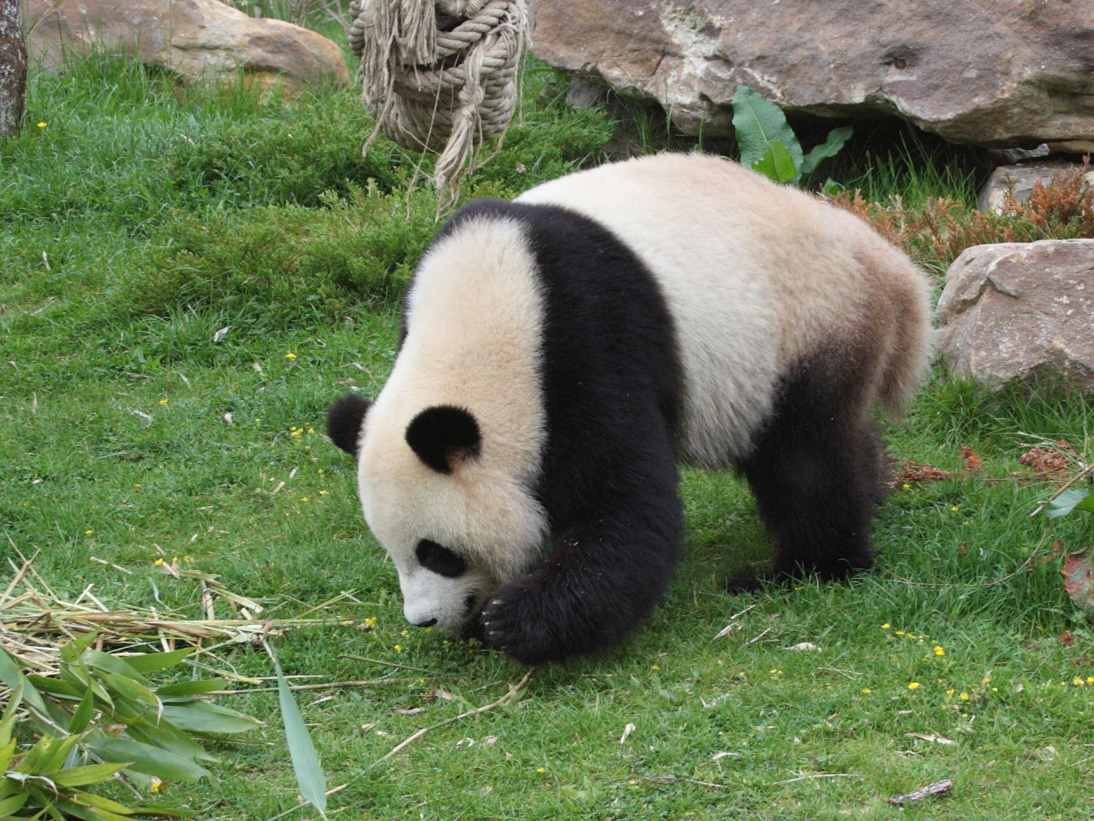 ailuropoda_melanoleuca2md