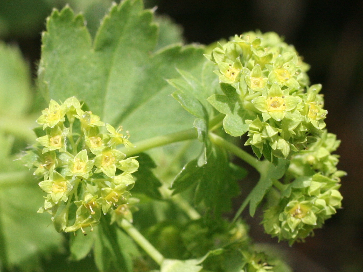 Afficher le média alchemilla_xanthochlora2md alchemilla_xanthochlora2md