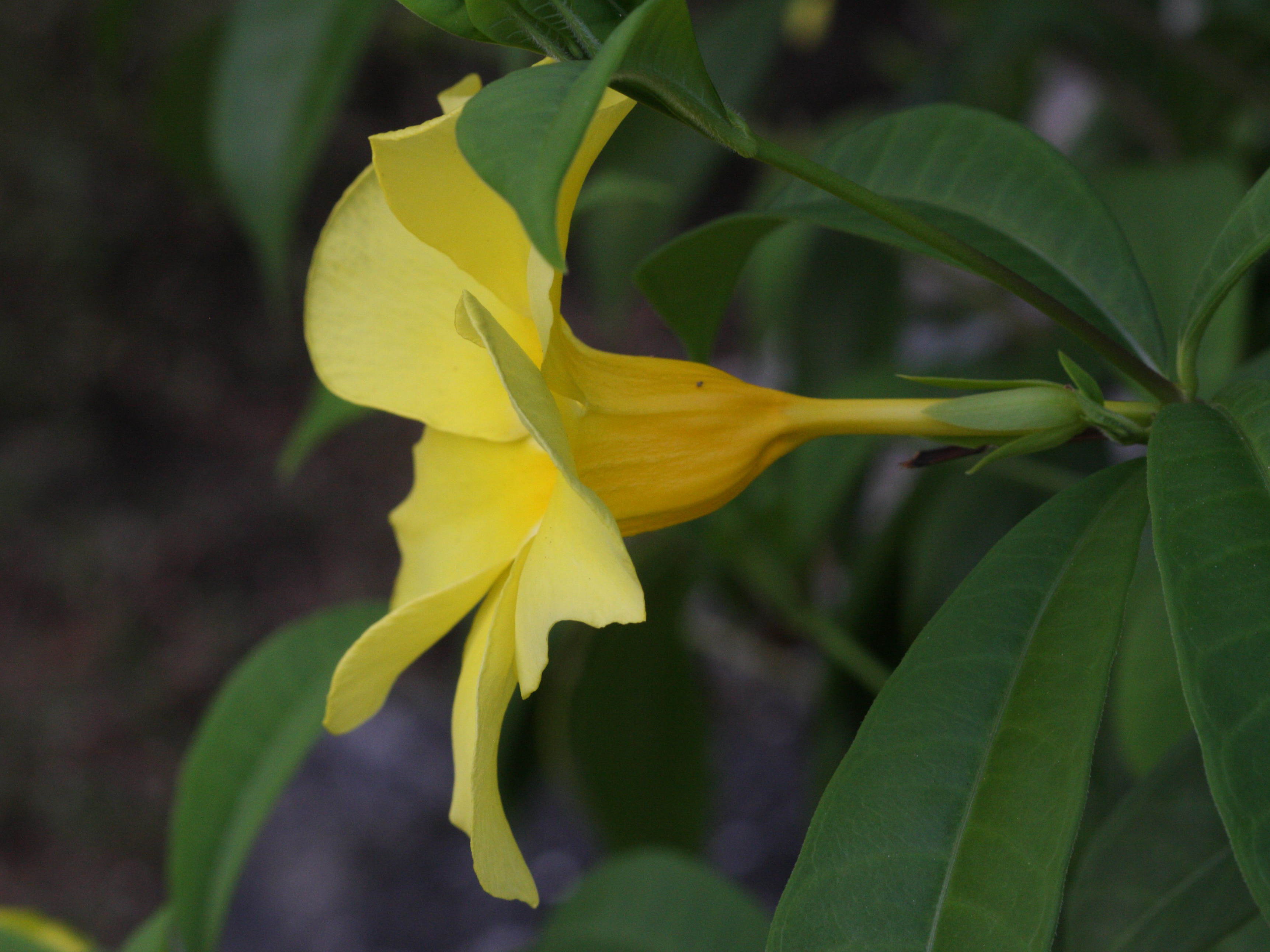 allamanda_cathartica2bmd