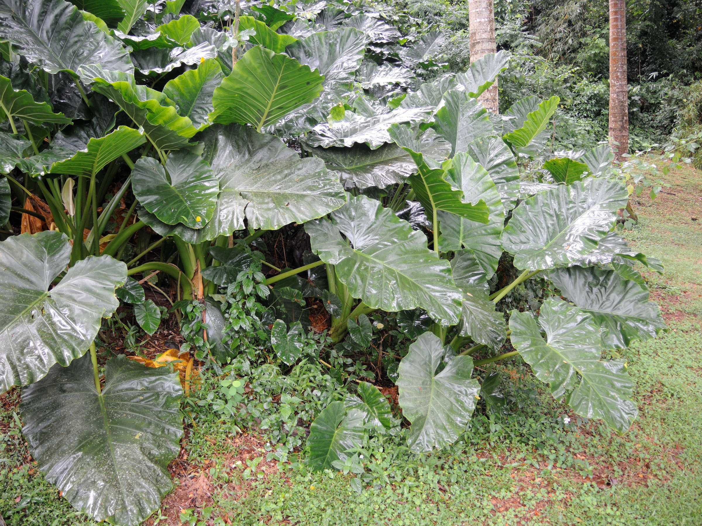 alocasia_macrorrhizos3md