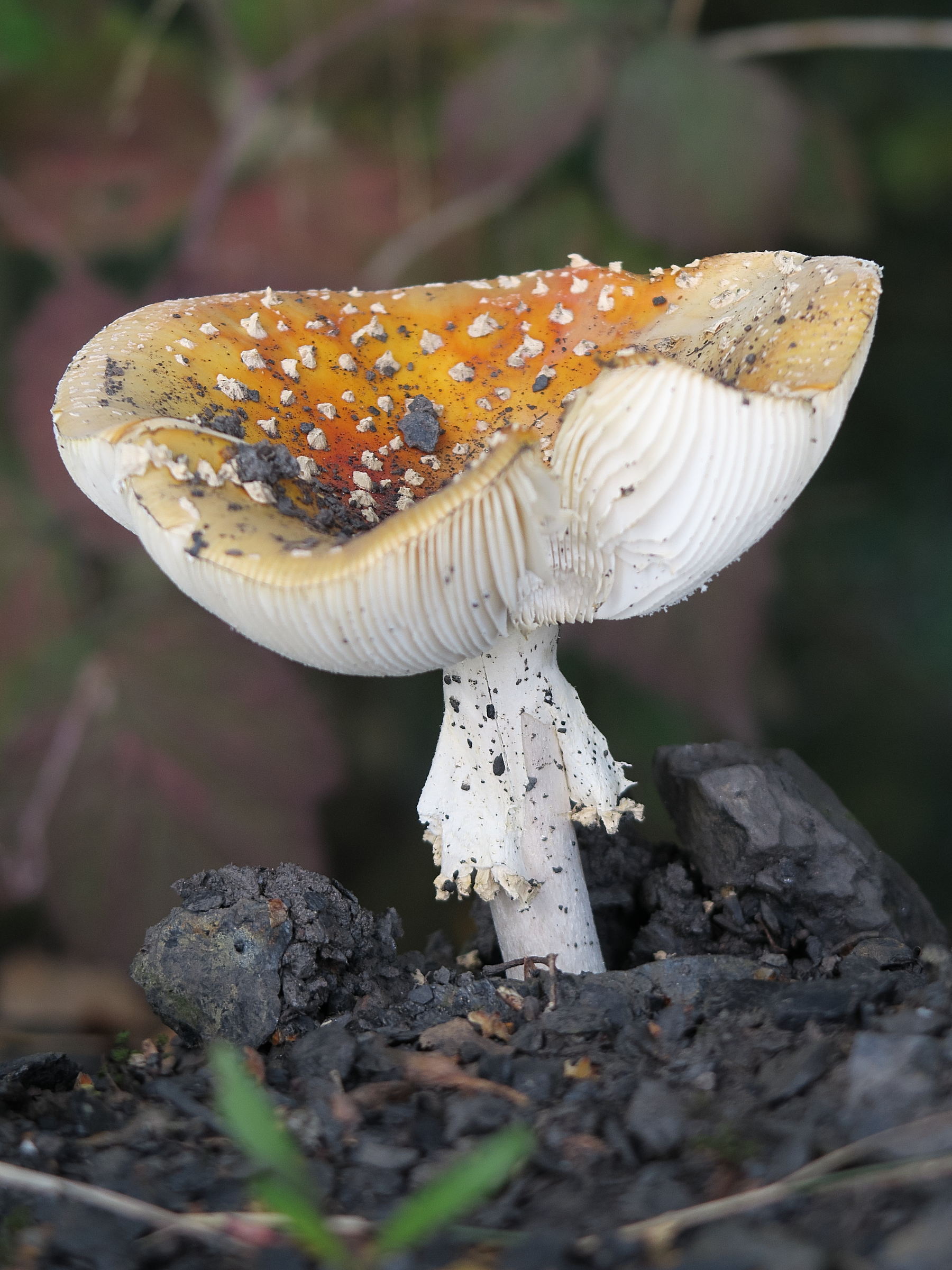 amanita_muscaria10md