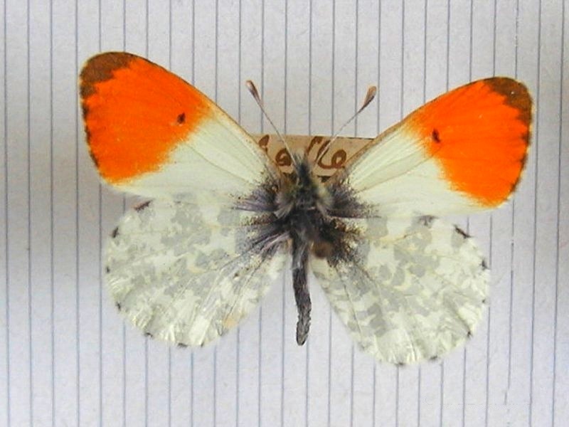 Anthocharis_cardamines