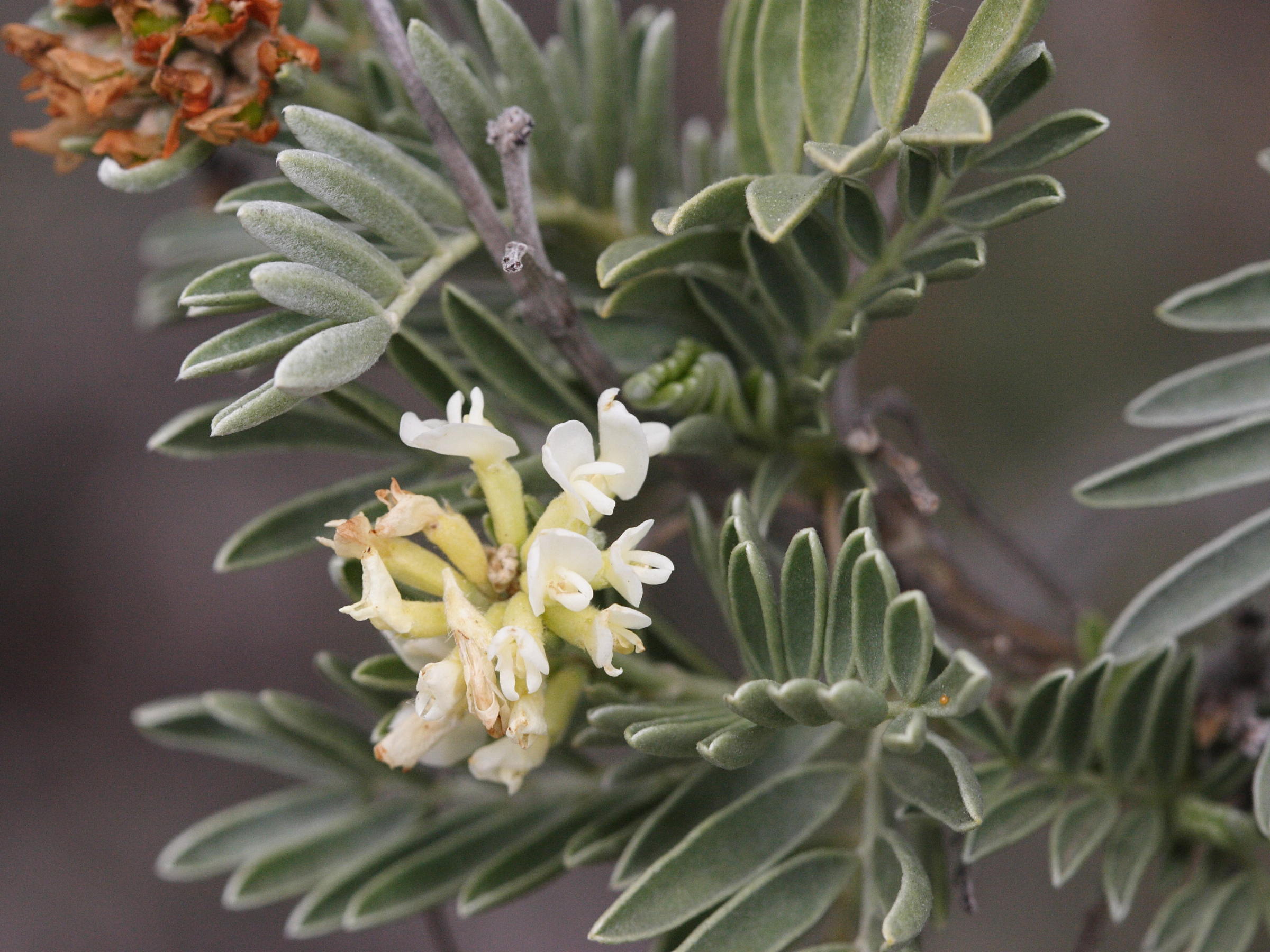 Afficher le média anthyllis_barba-jovis2md anthyllis_barba-jovis2md