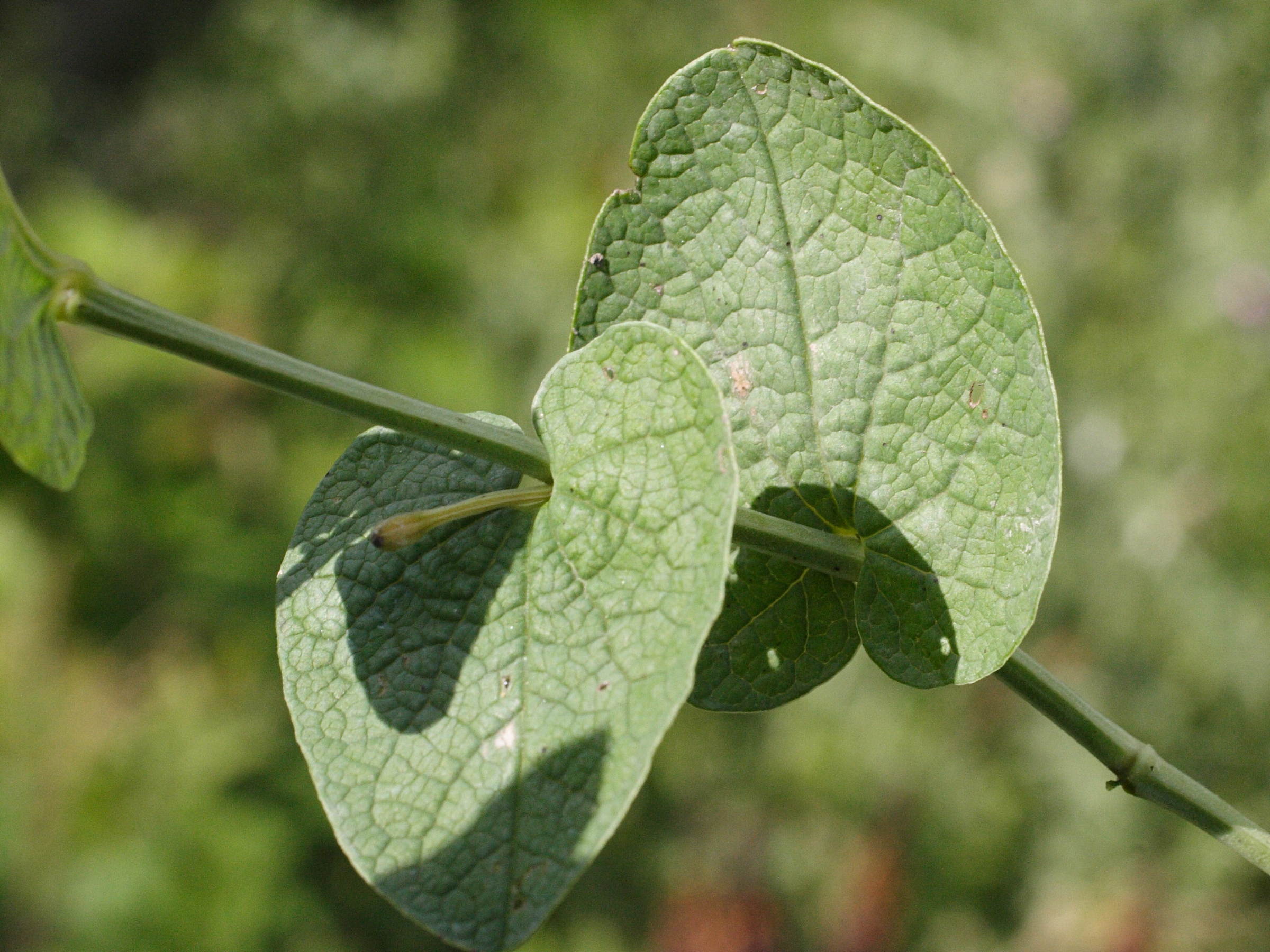 Afficher le média aristolochia_rotunda3md aristolochia_rotunda3md