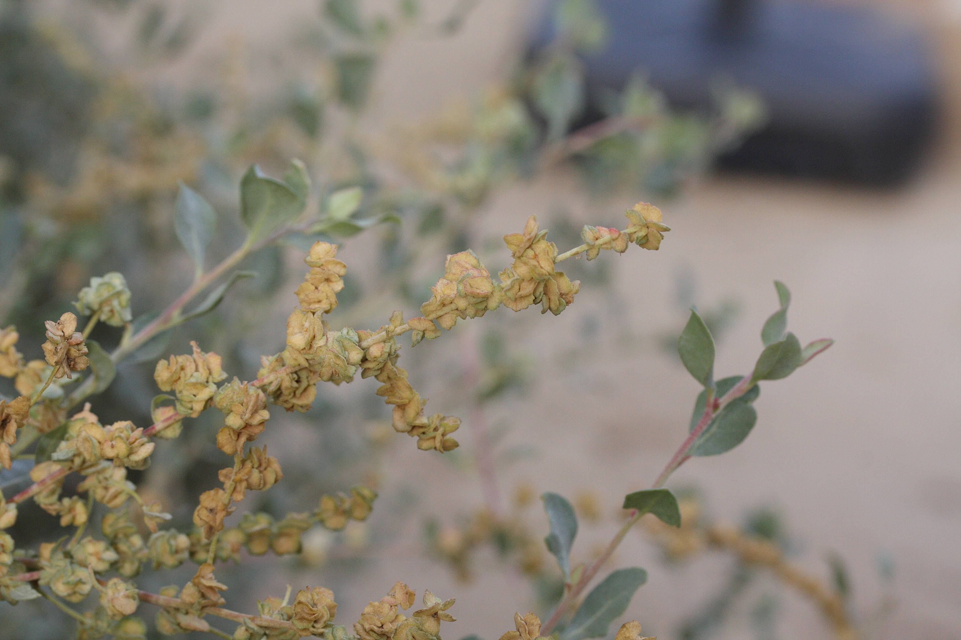 Afficher le média atriplex_halimus4md atriplex_halimus4md