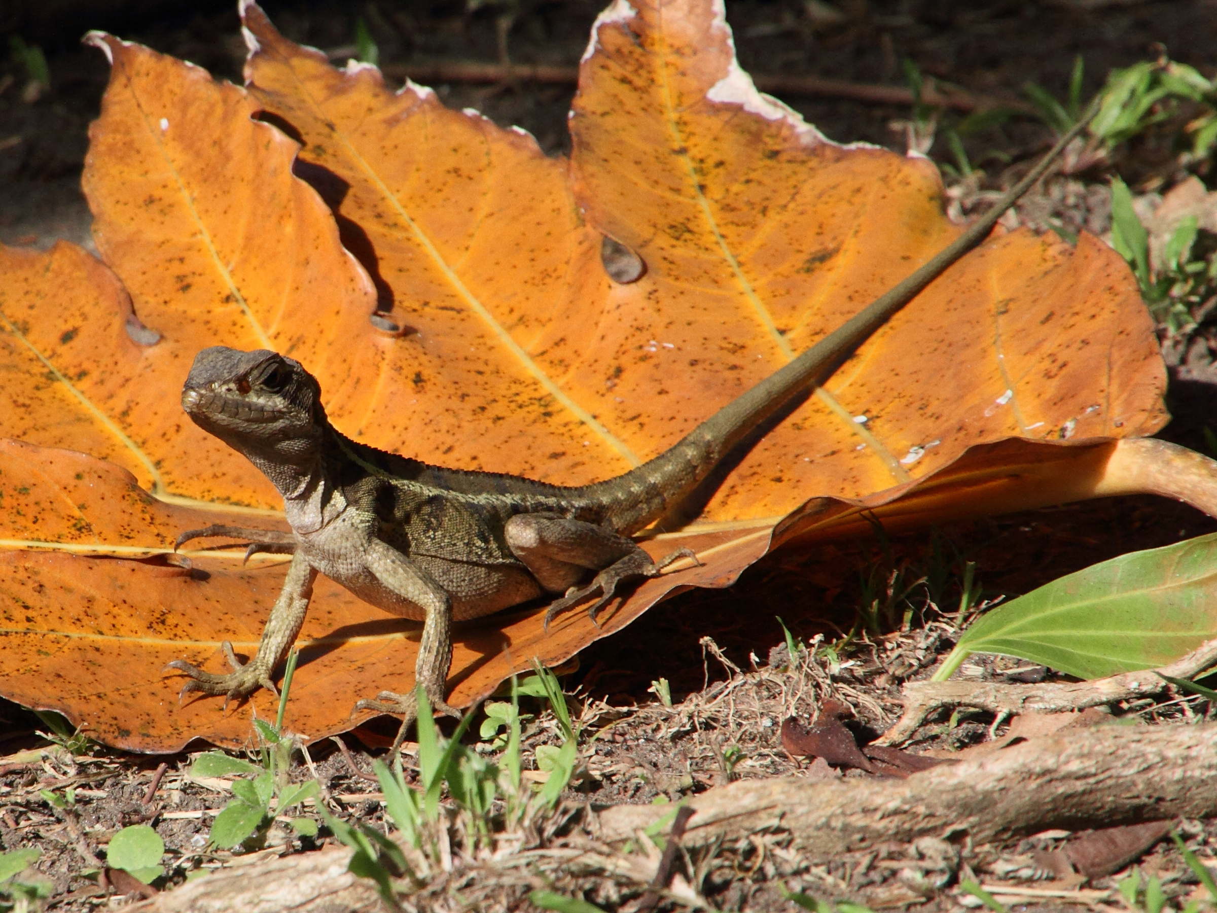 basiliscus_vittatus5md