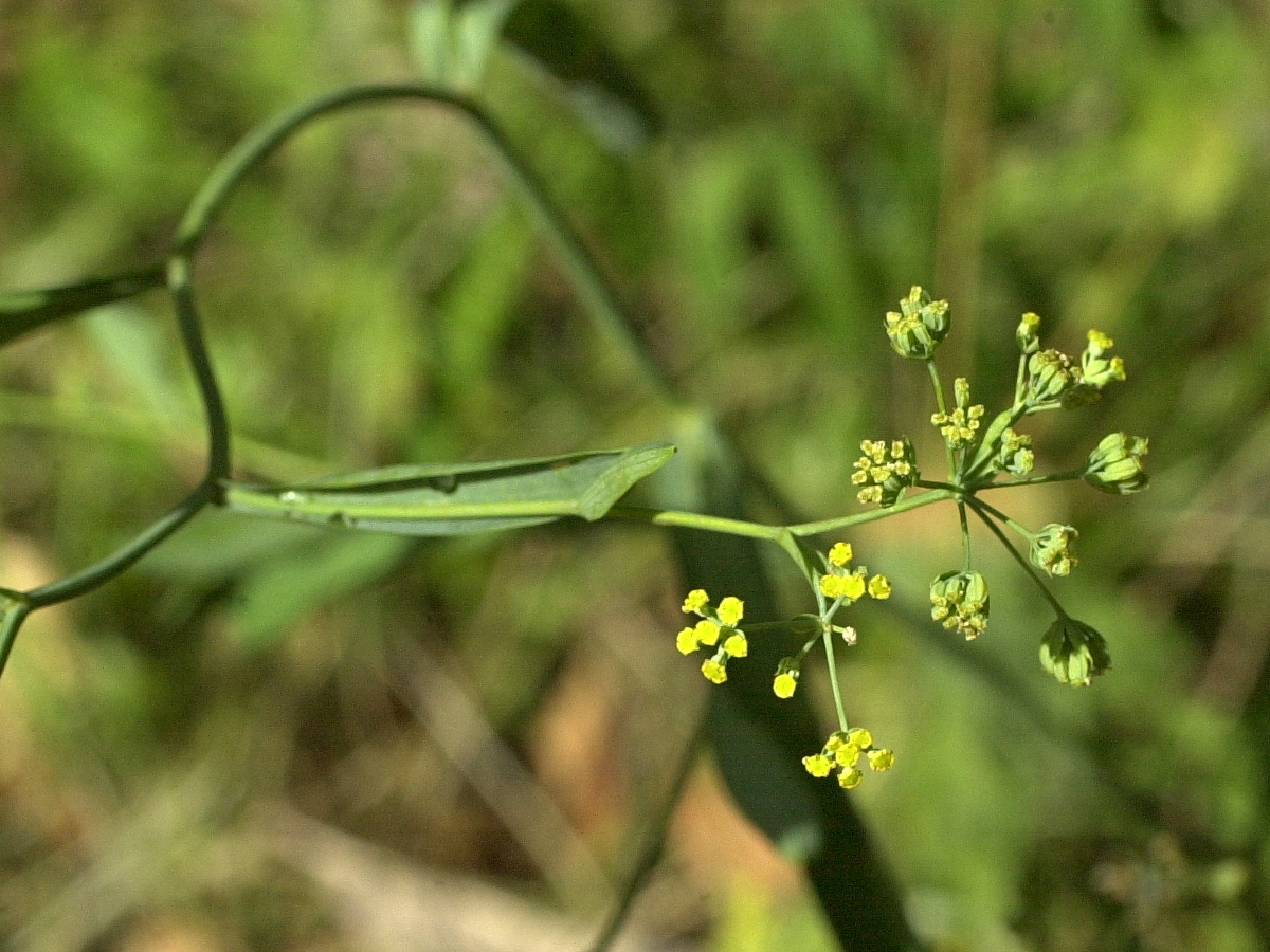 bupleurum_falcatum3md
