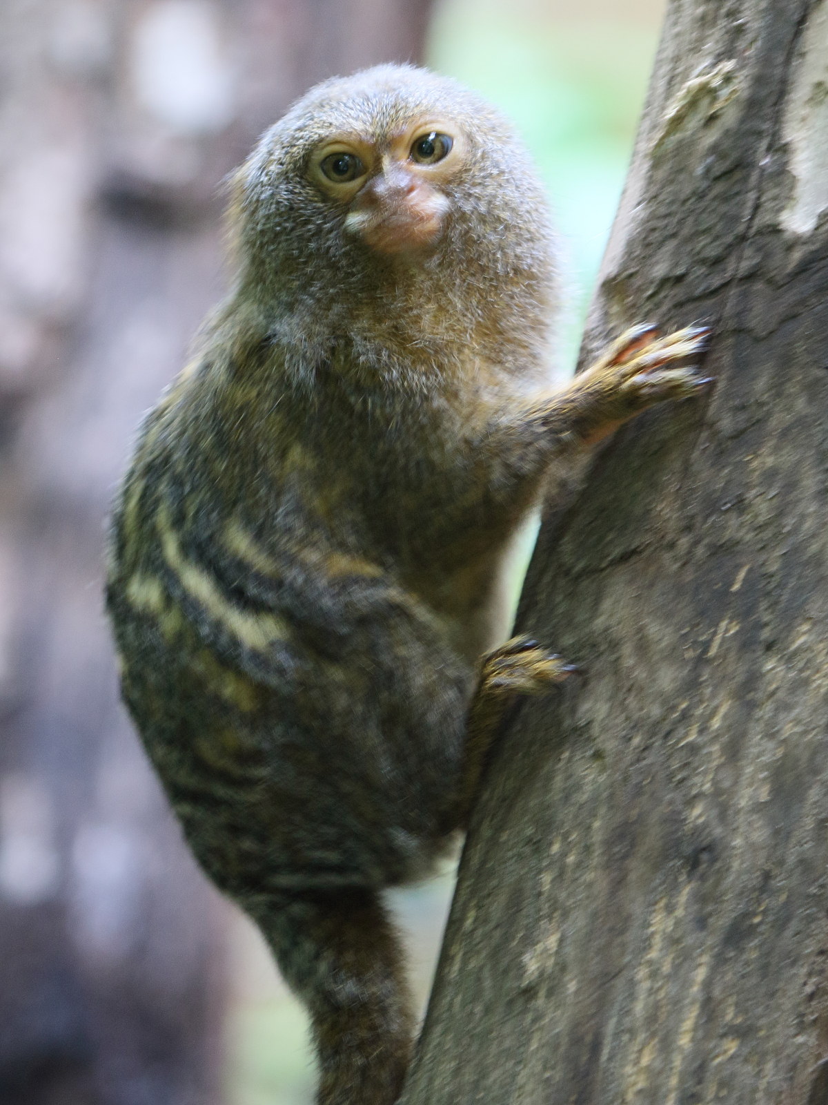 callithrix_pygmaea5bd