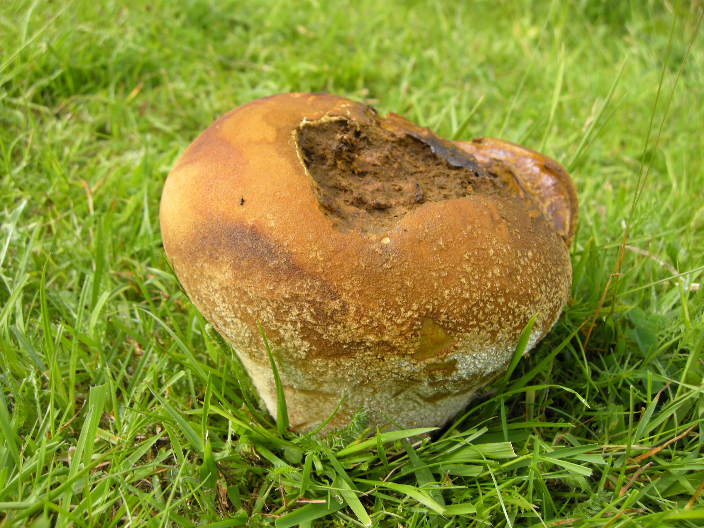 calvatia_utriformis3md