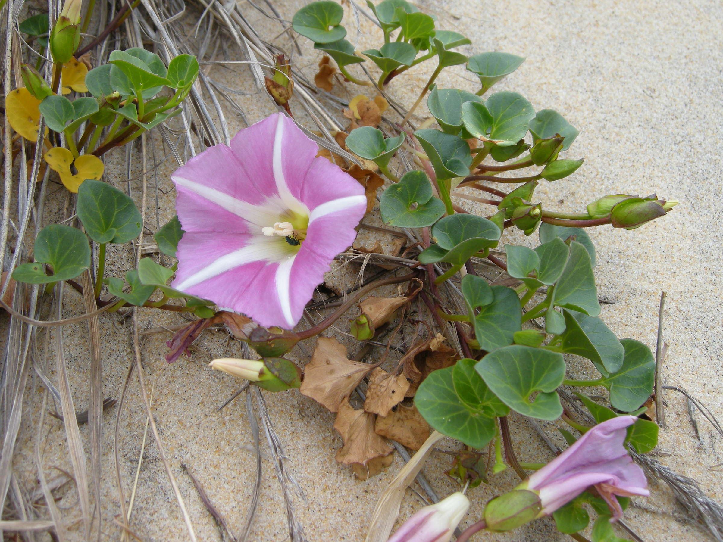 Afficher le média calystegia_soldanella2md calystegia_soldanella2md