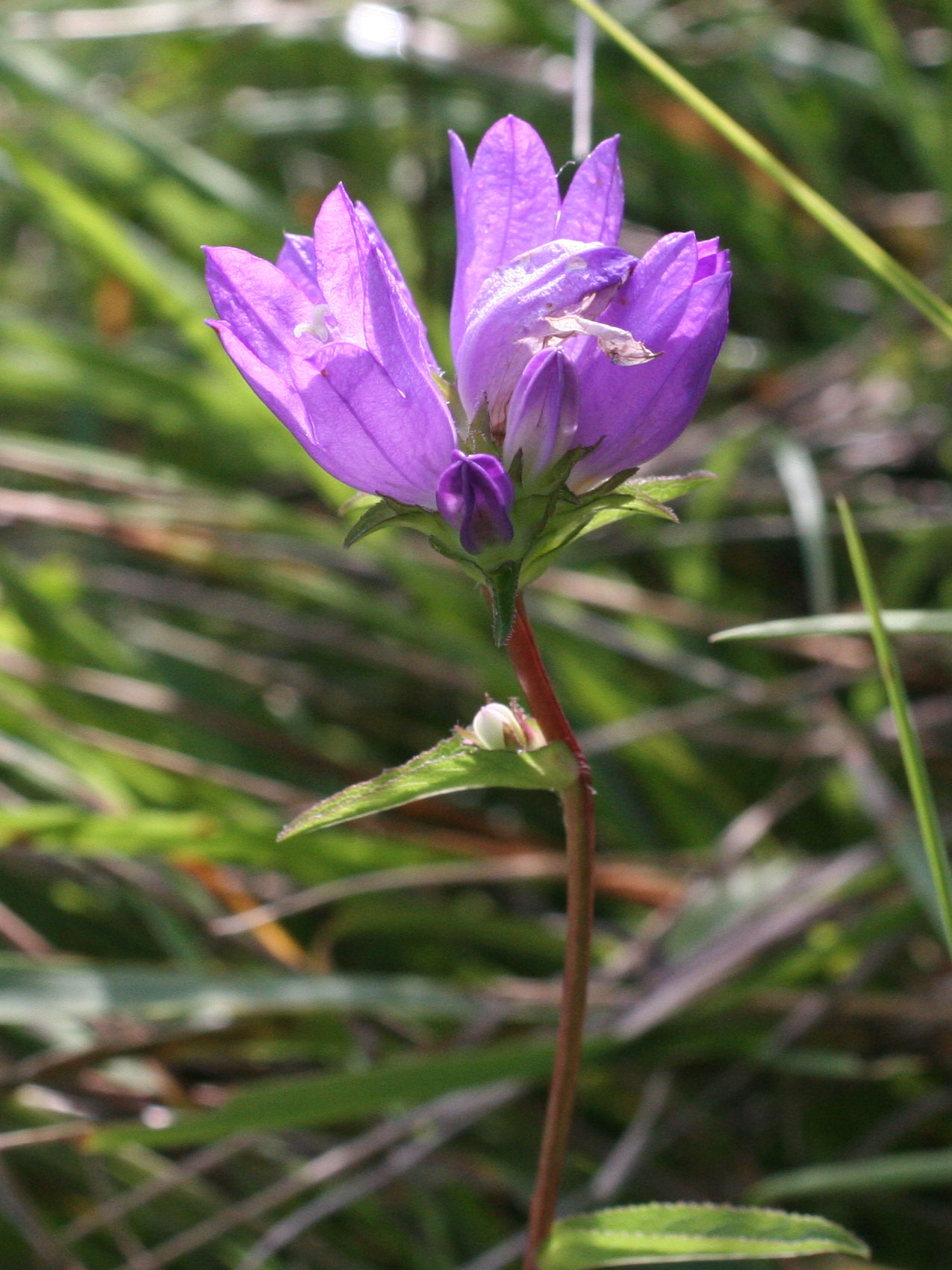 Afficher le média campanula_glomerata4md campanula_glomerata4md