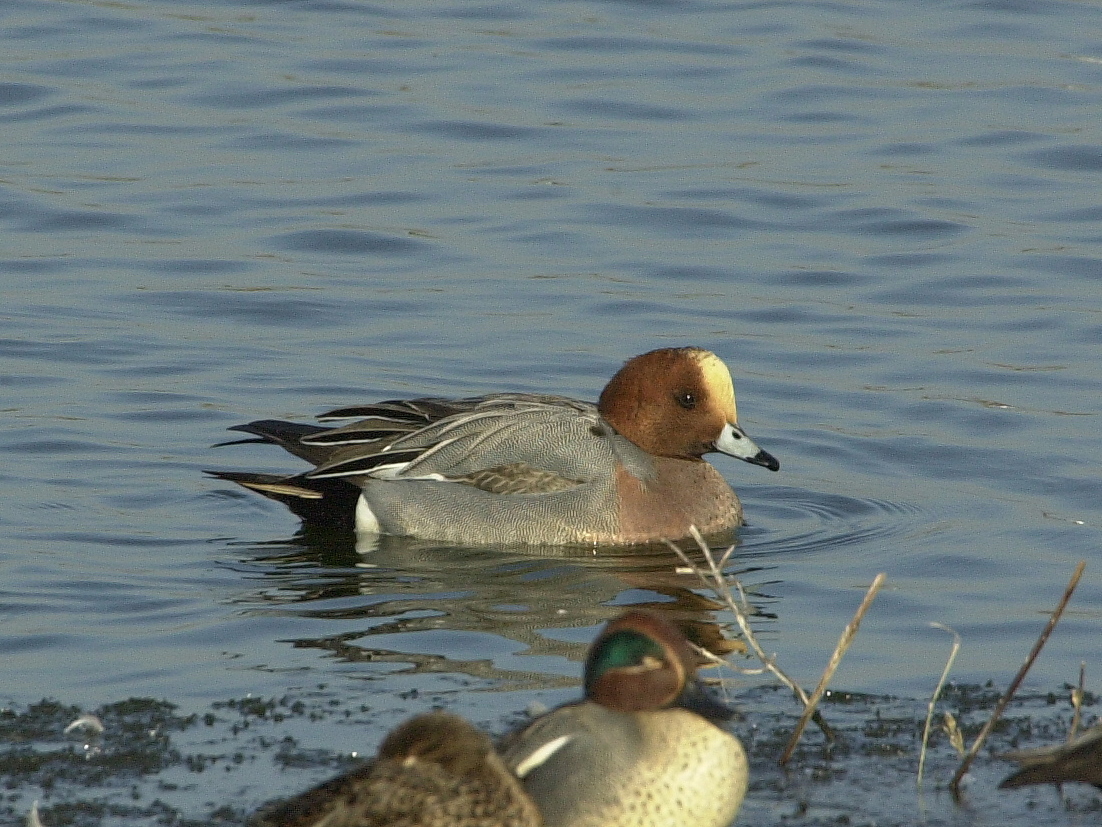 canard_siffleur_-_anas_penelope1md